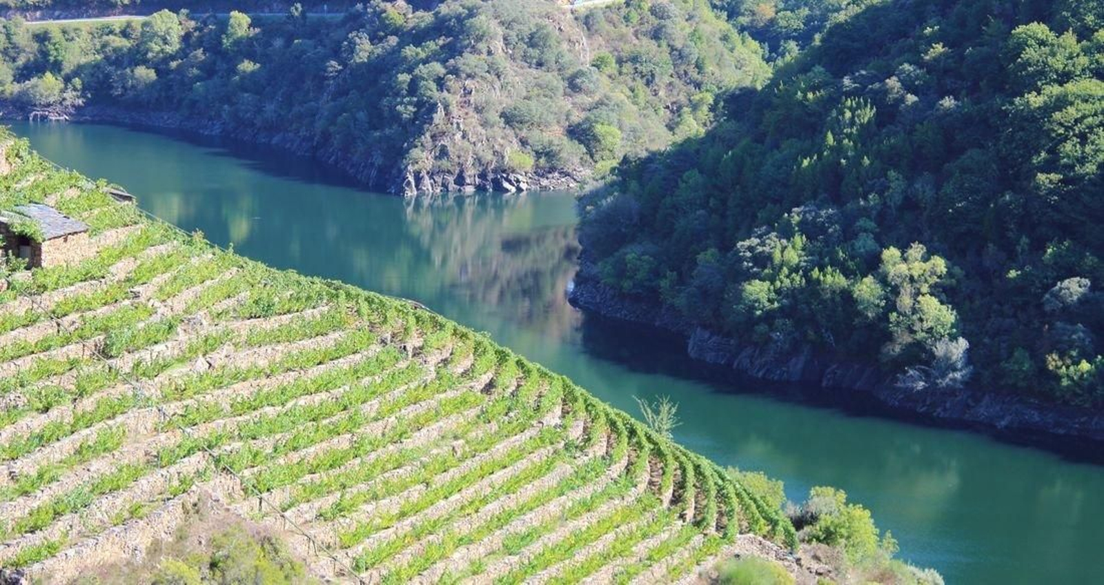 Viñas junto al río Sil.