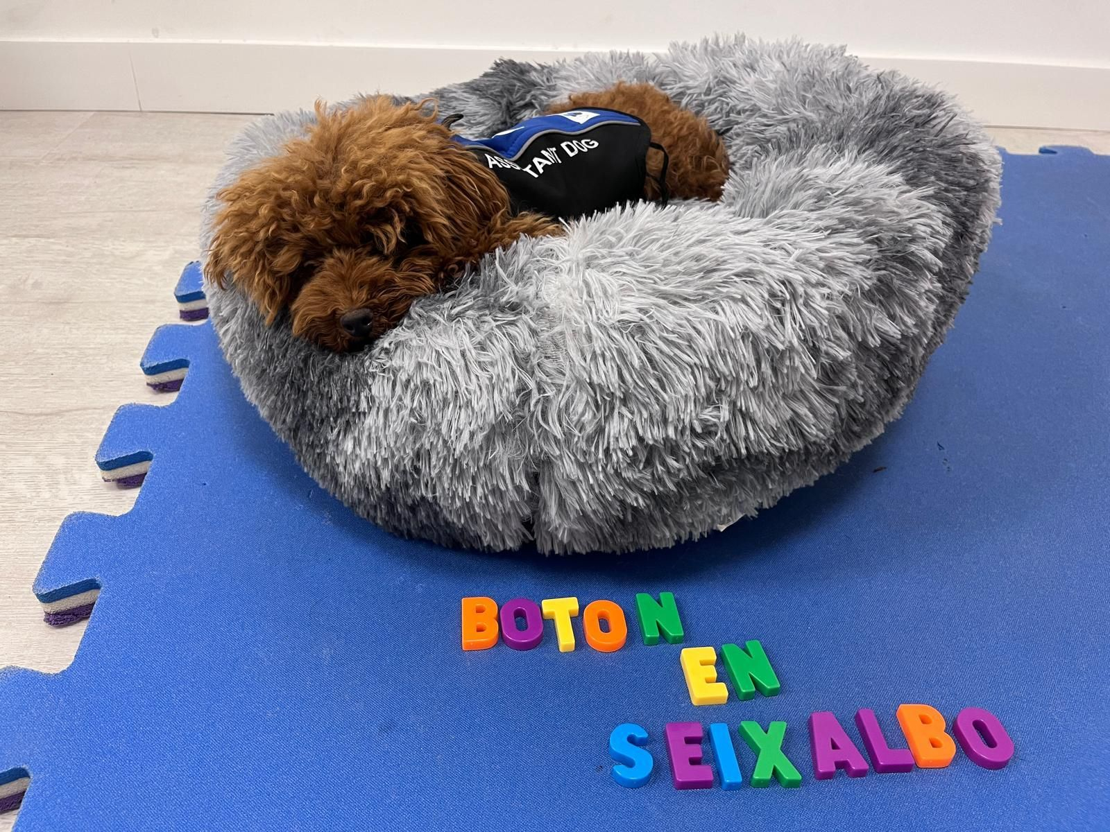Proxecto Botón no colexio de Seixalbo