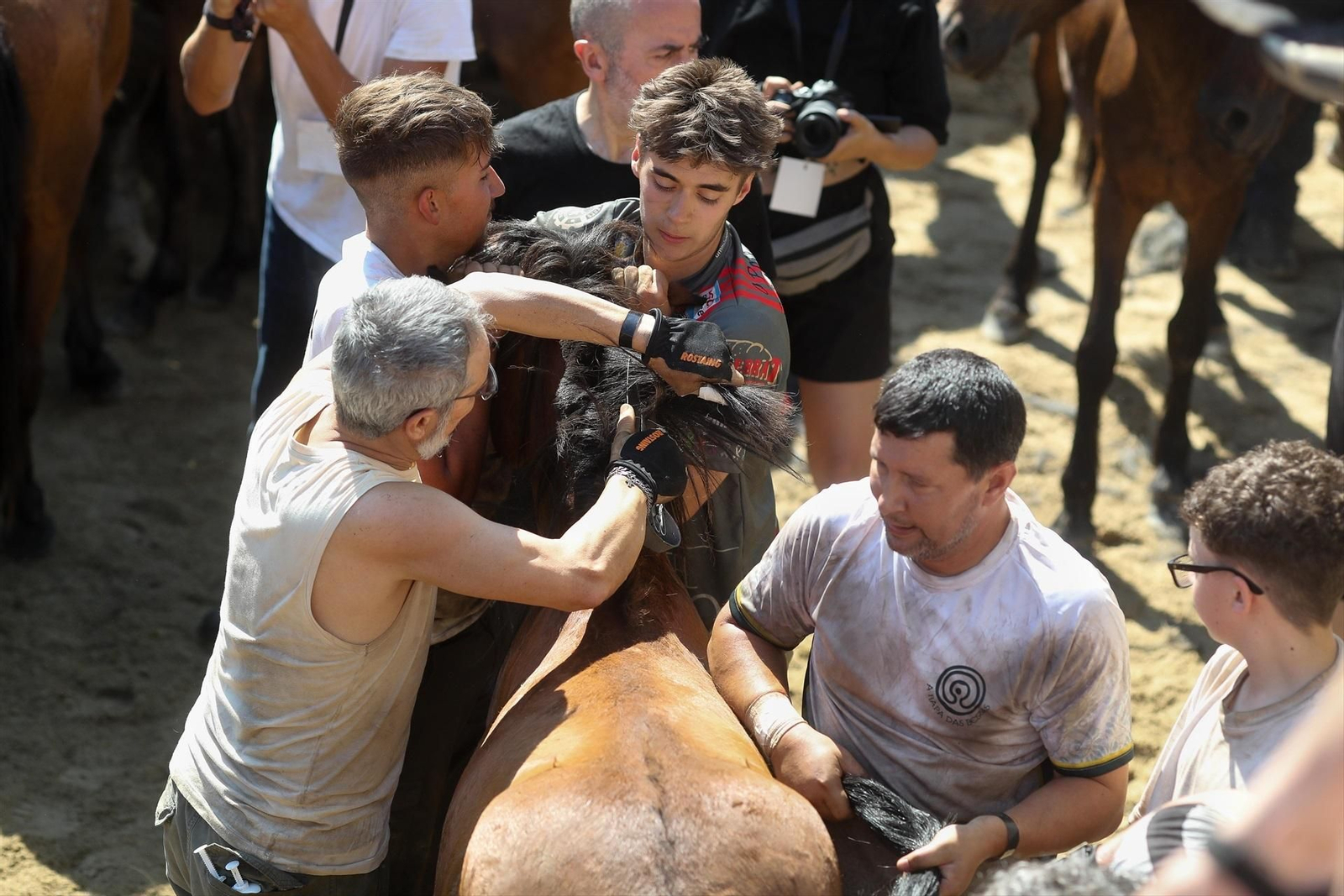 Una Rapa das Bestas de Sabucedo llena de fuerza, tradición y emoción, en fotos