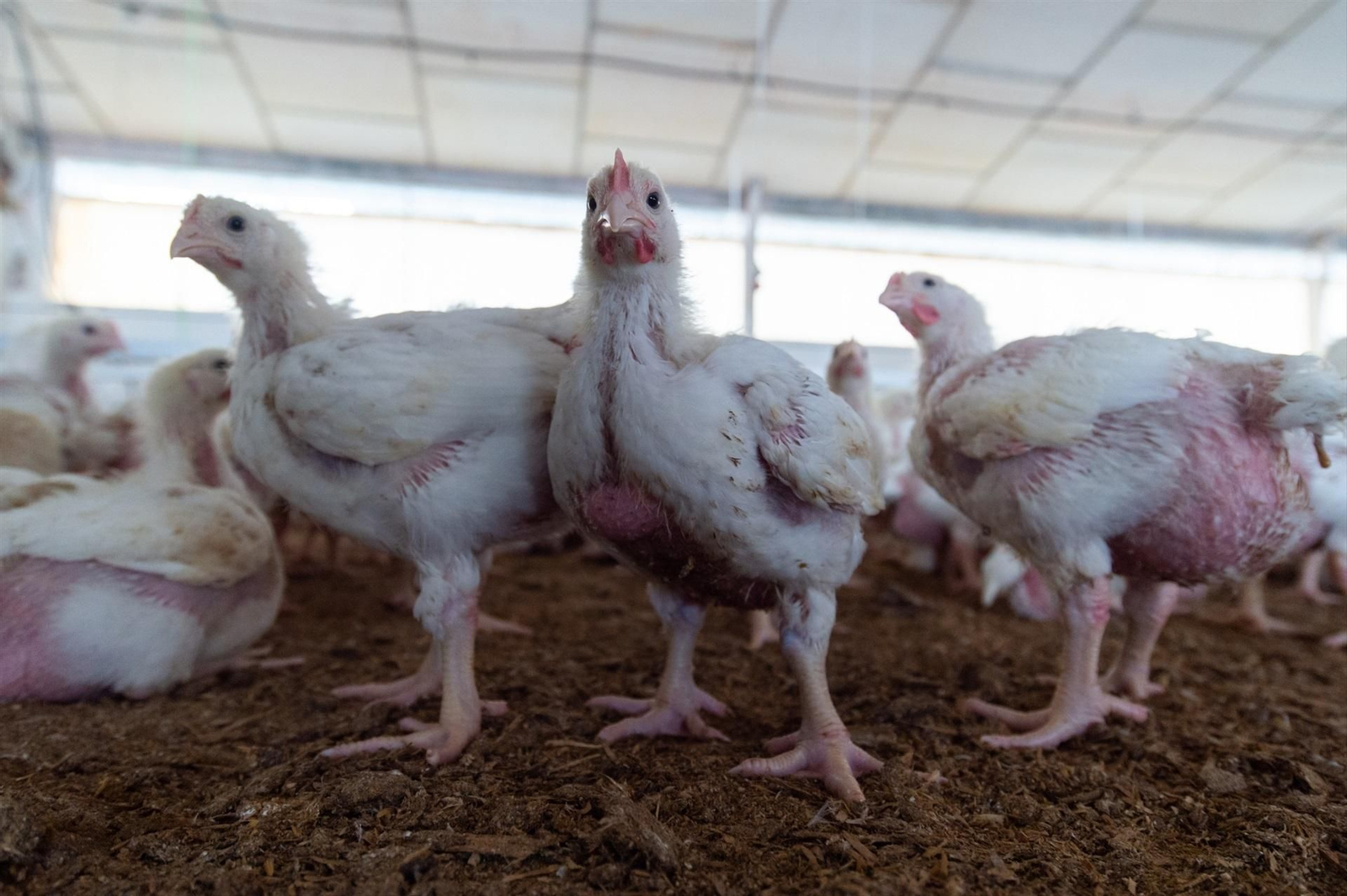 Gallinas en una granja.
