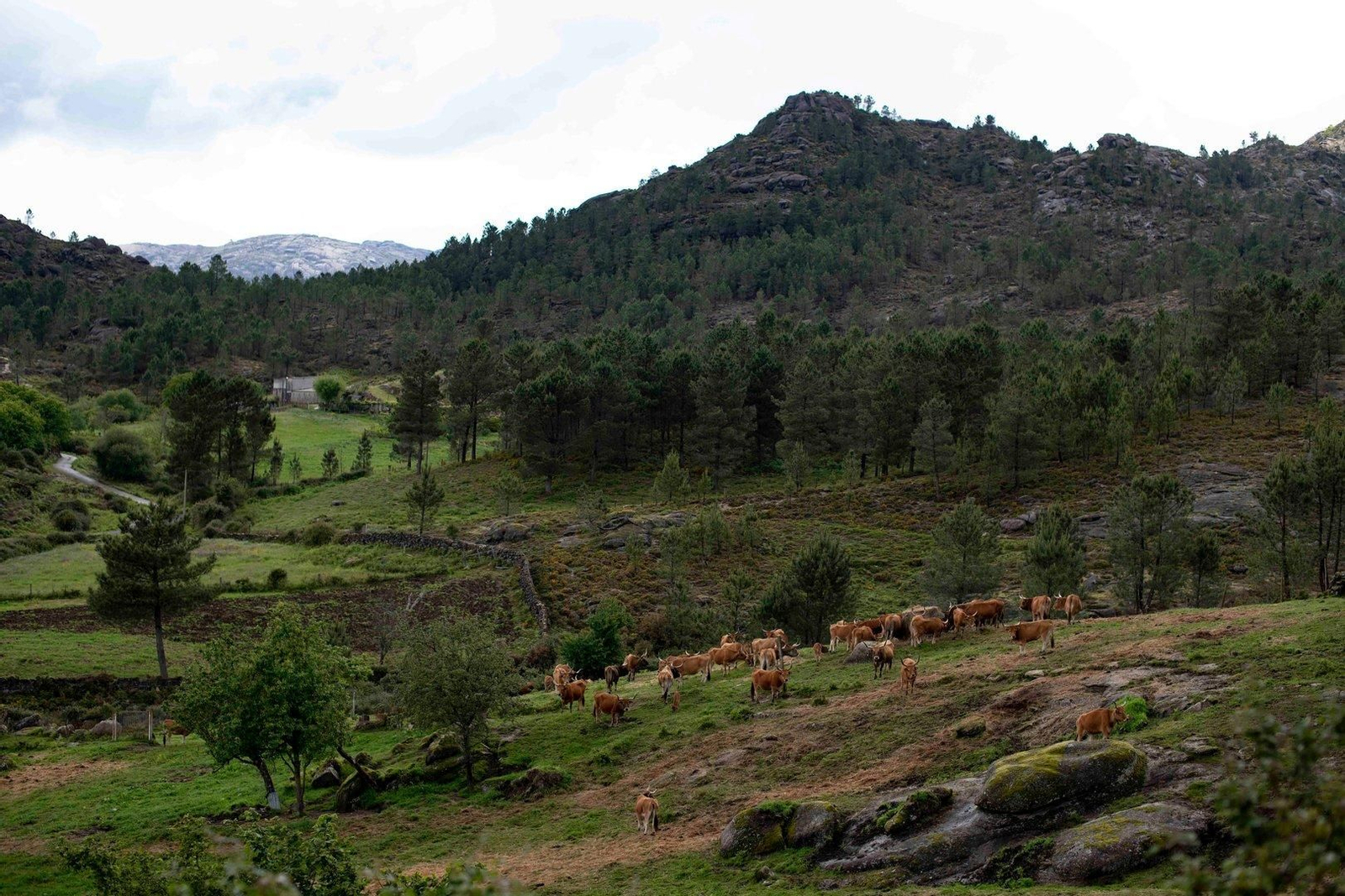 Vacas cachena en la aldea de Olelas