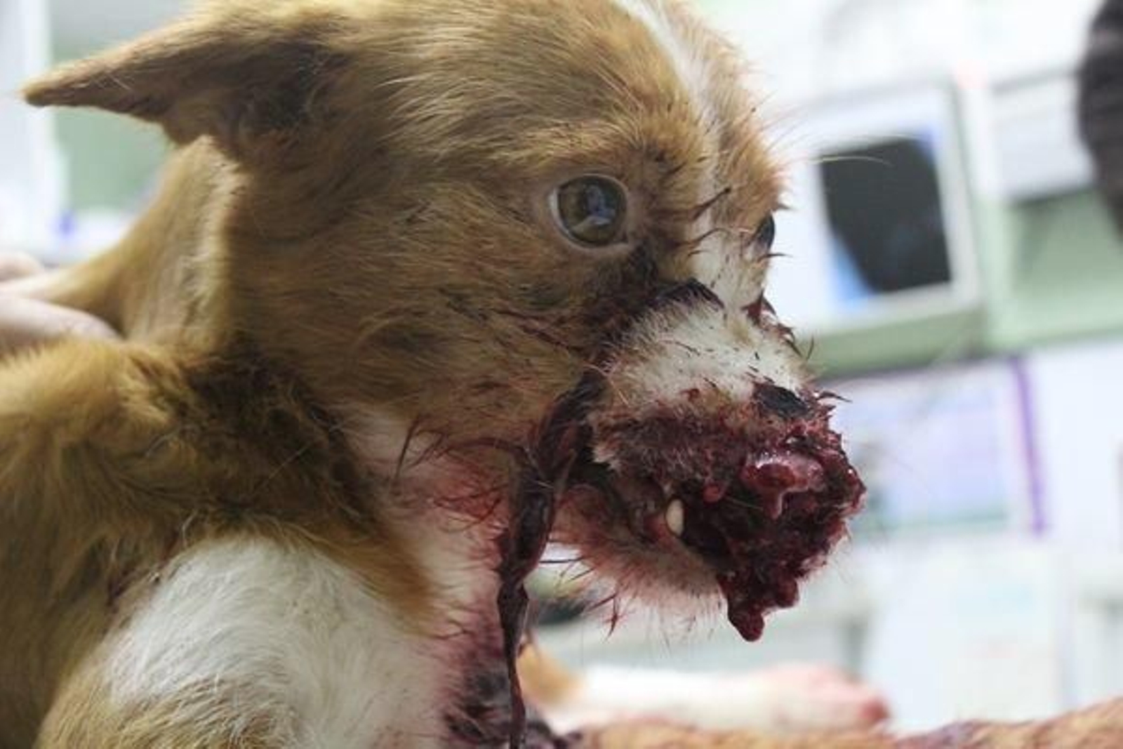 La perrita fue sacrificada en la clínica veterinaria a última hora de la tarde.  (N. GASCÓN)