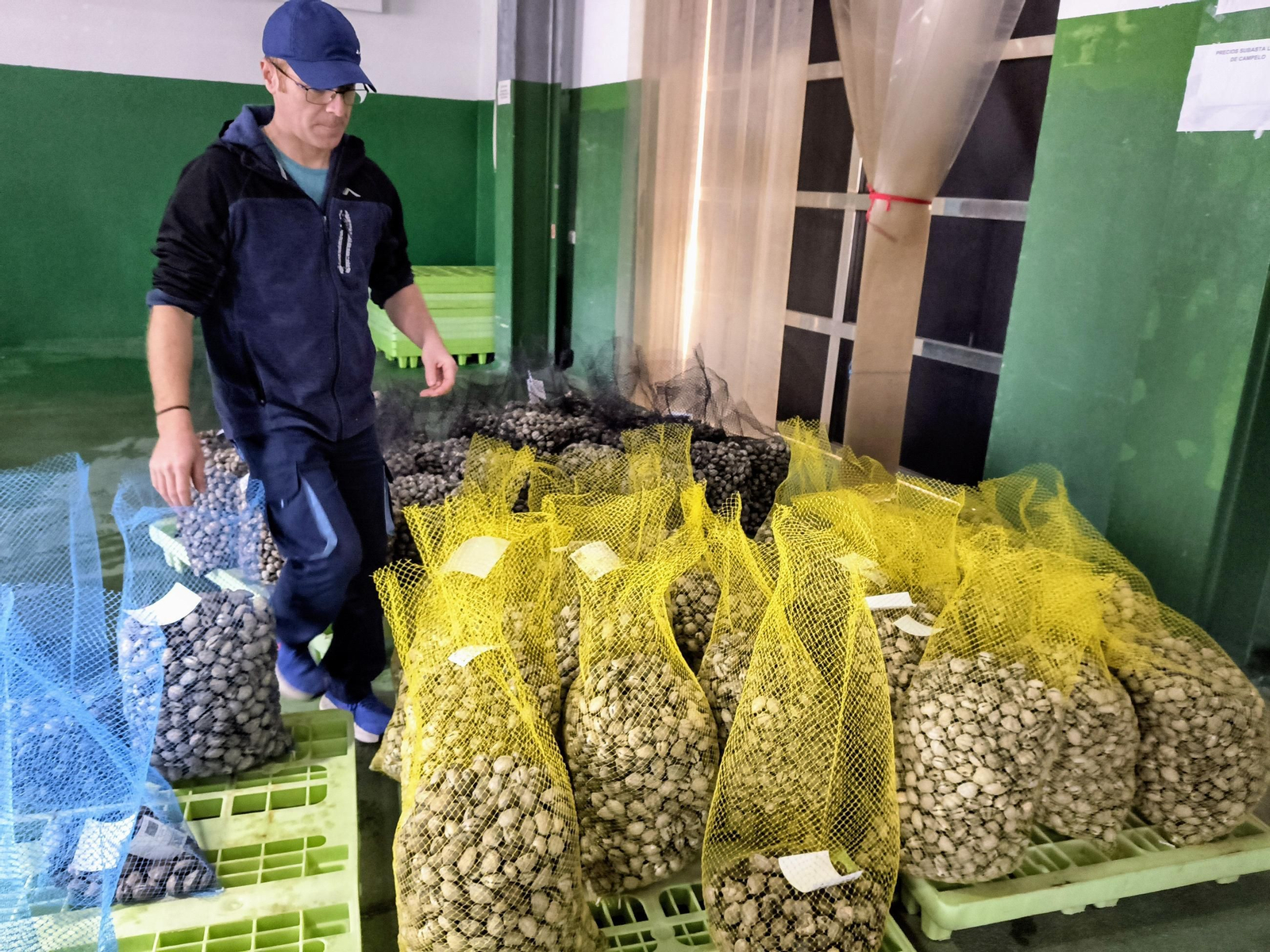 Las capturas de almejas ayer en la lonja de Campelo (Poio).