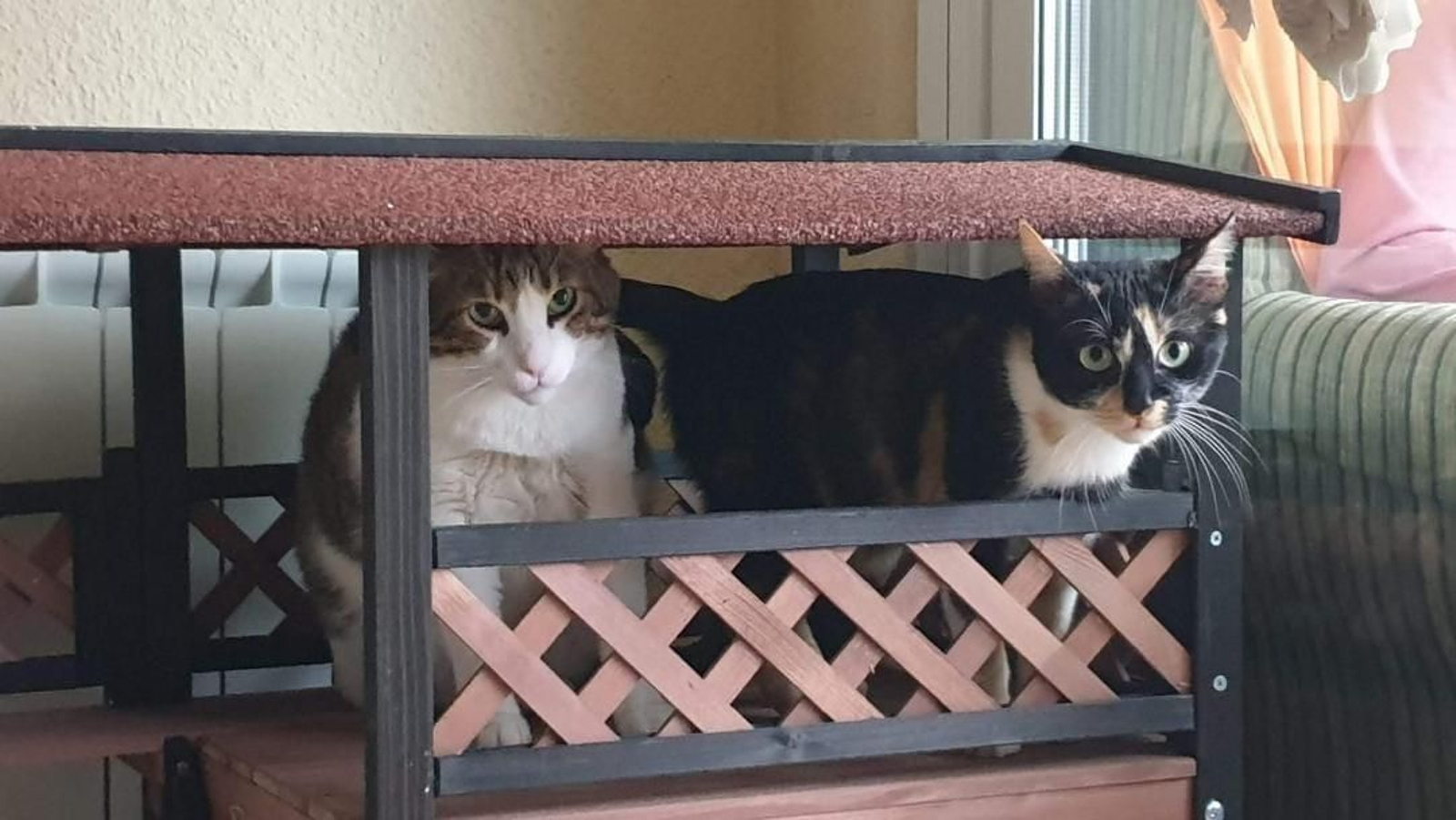 Kitty y Rabito