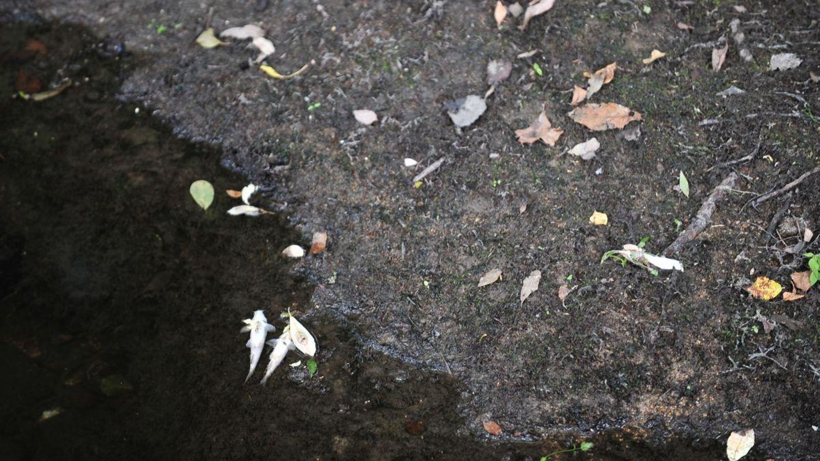 Numerosos ejemplares de peces muertos a lo largo del del regato dos Muíño.