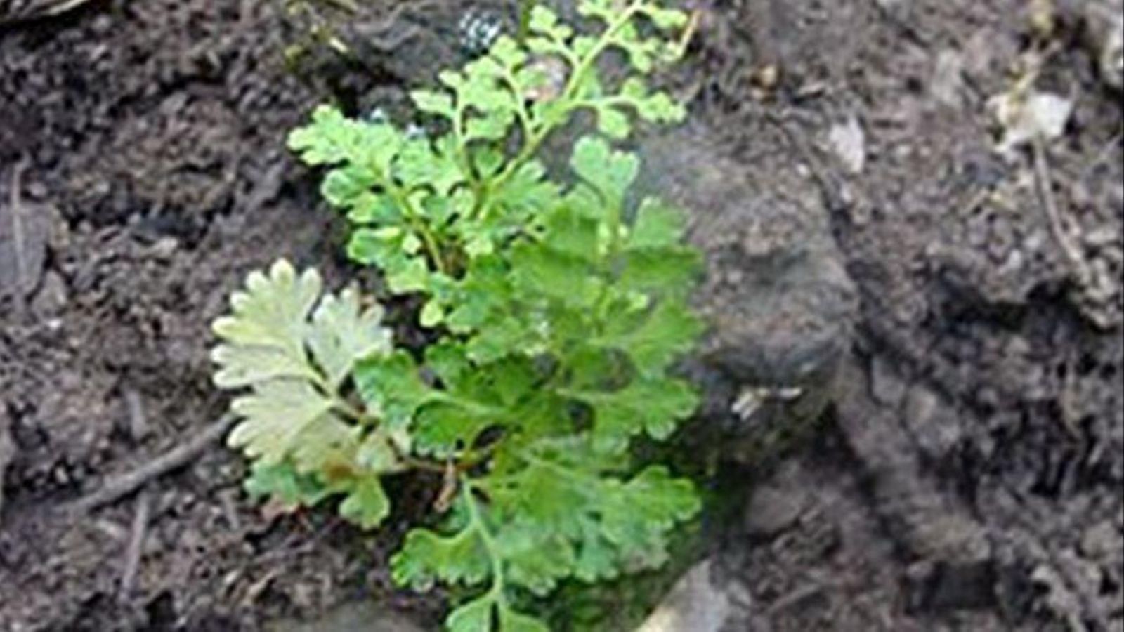 Ejemplar del también conocido como helecho del tiempo.