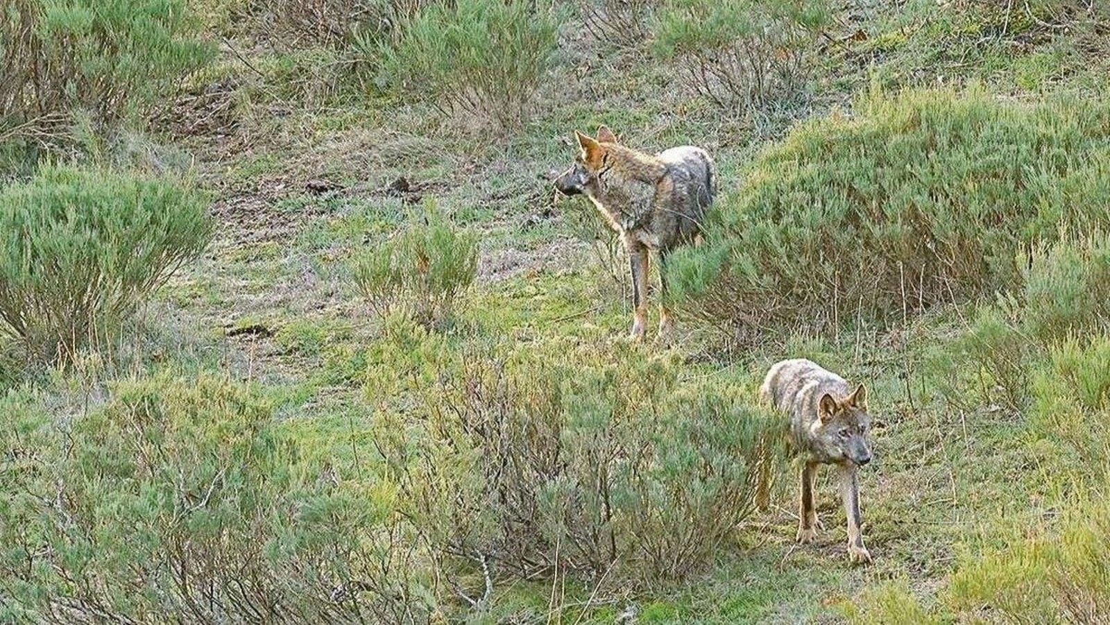 Dos ejemplares de lobo de una manada asentada en las estribaciones de los Picos de Europa.
