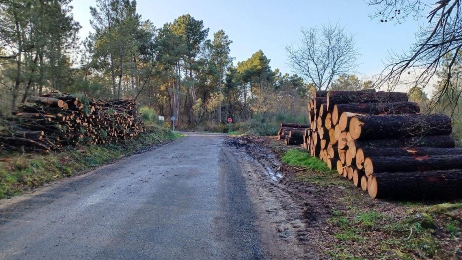 Estado de un camino de la parroquia de Grixoa tras los trabajos de tala y acopio de madera junto a la carretera.