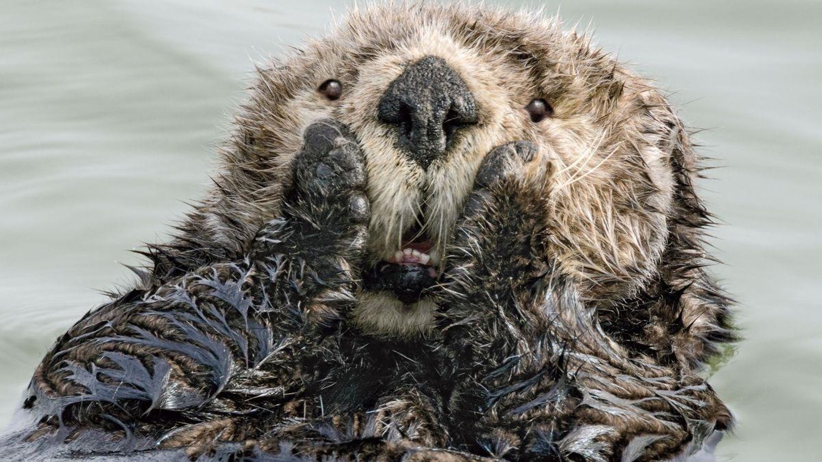 Exposición urbana con una curiosa mirada a la naturaleza más salvaje
