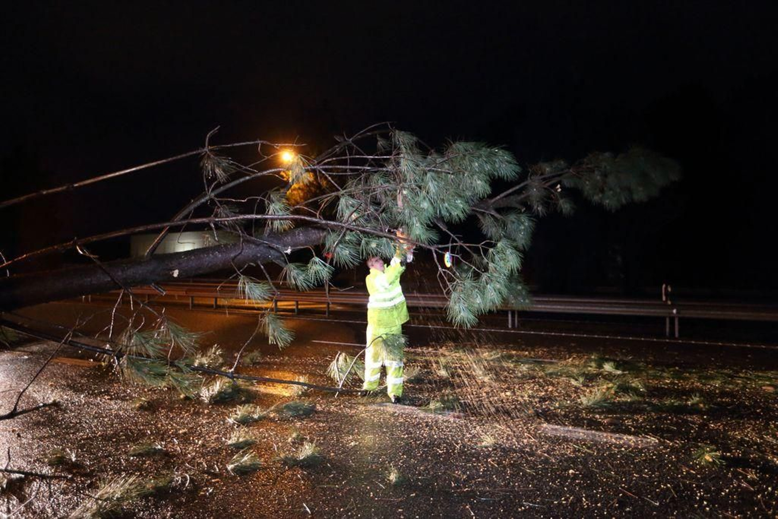 Un operario retira el árbol que se precipitó a la calzada en la A-55 impactando contra un camión.