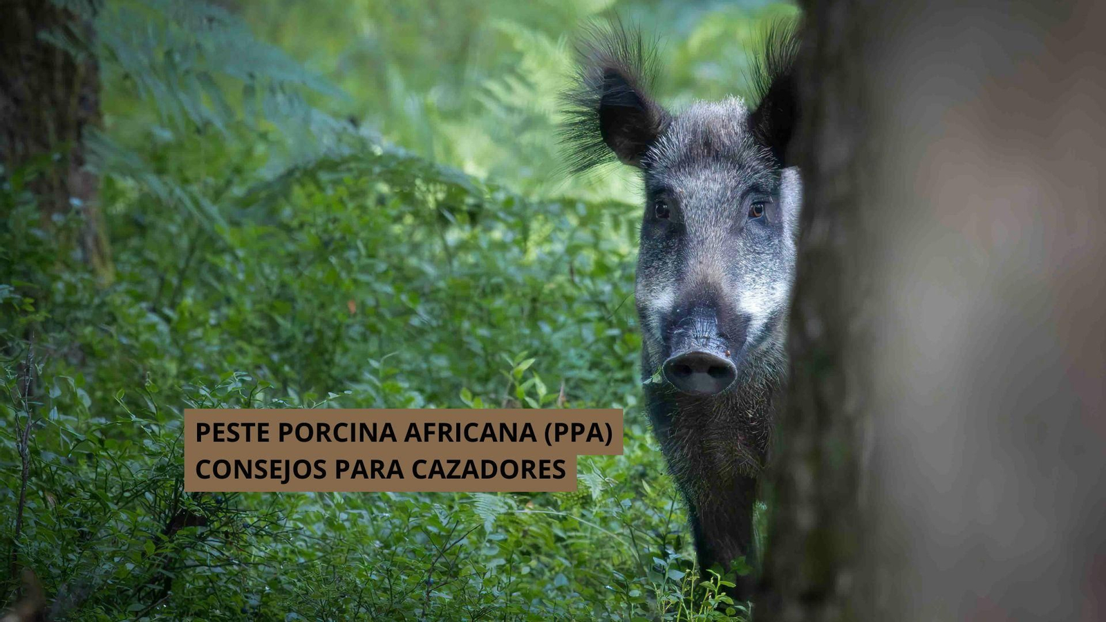 Consejos para cazadores ante jabalíes muertos por posible PPA.
