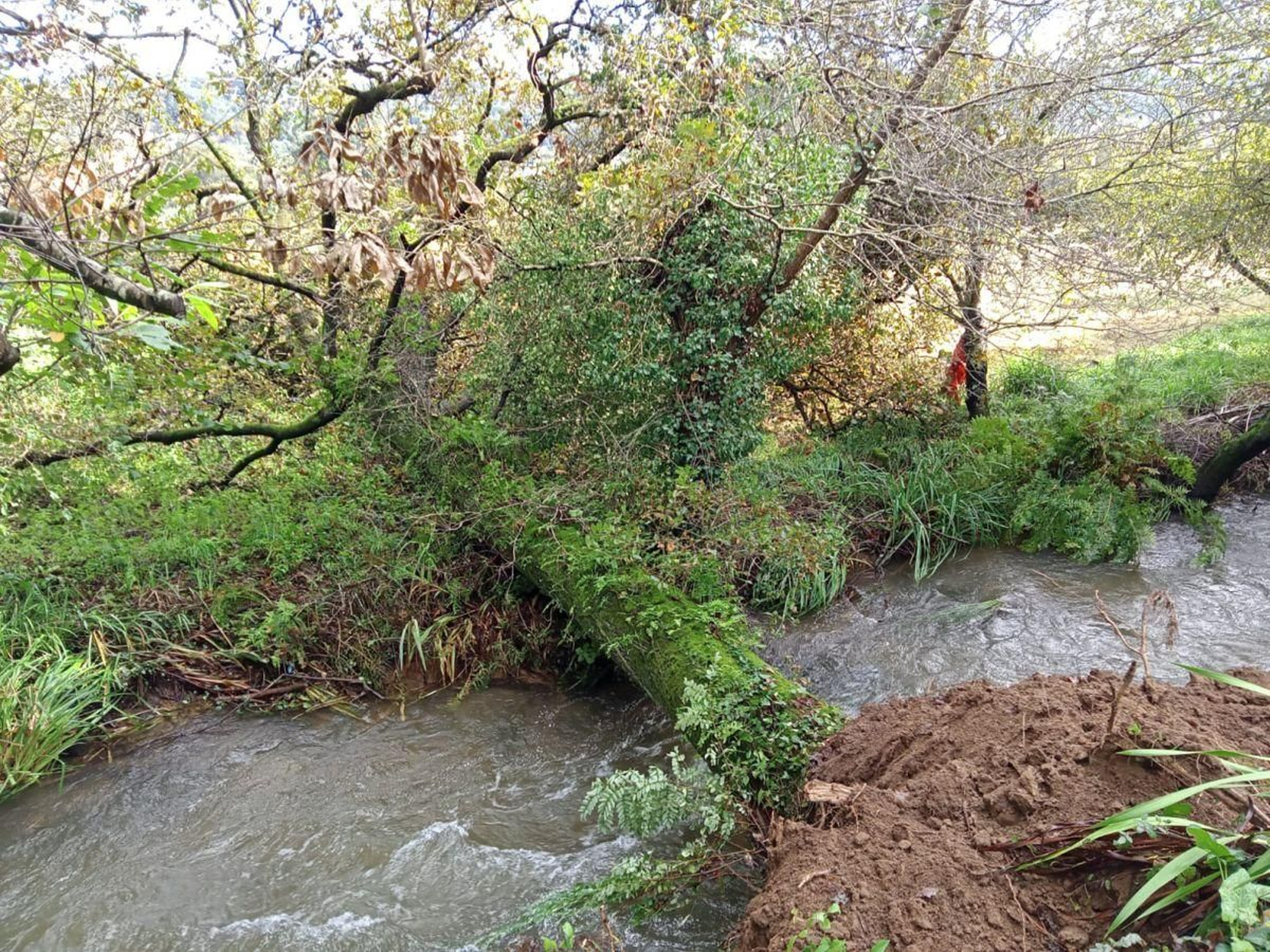 Los árboles caídos fueron las incidencias más habituales durante ambos temporales.