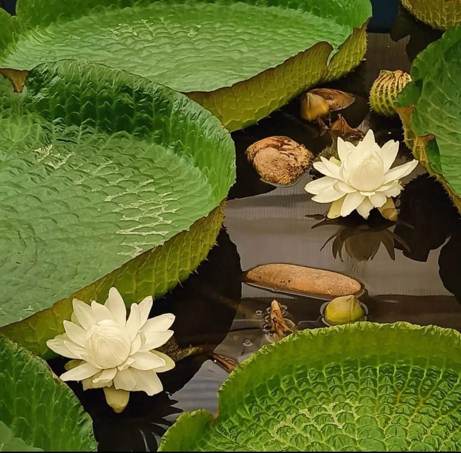 El nenúfar gigante luce por primera vez dos flores simultáneas.