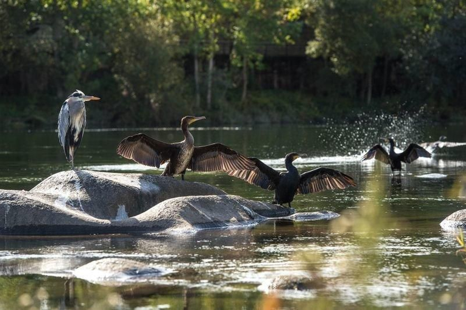 Varios especímenes de cormorán despliegan sus alas a orillas del río Miño (ÓSCAR PINAL).