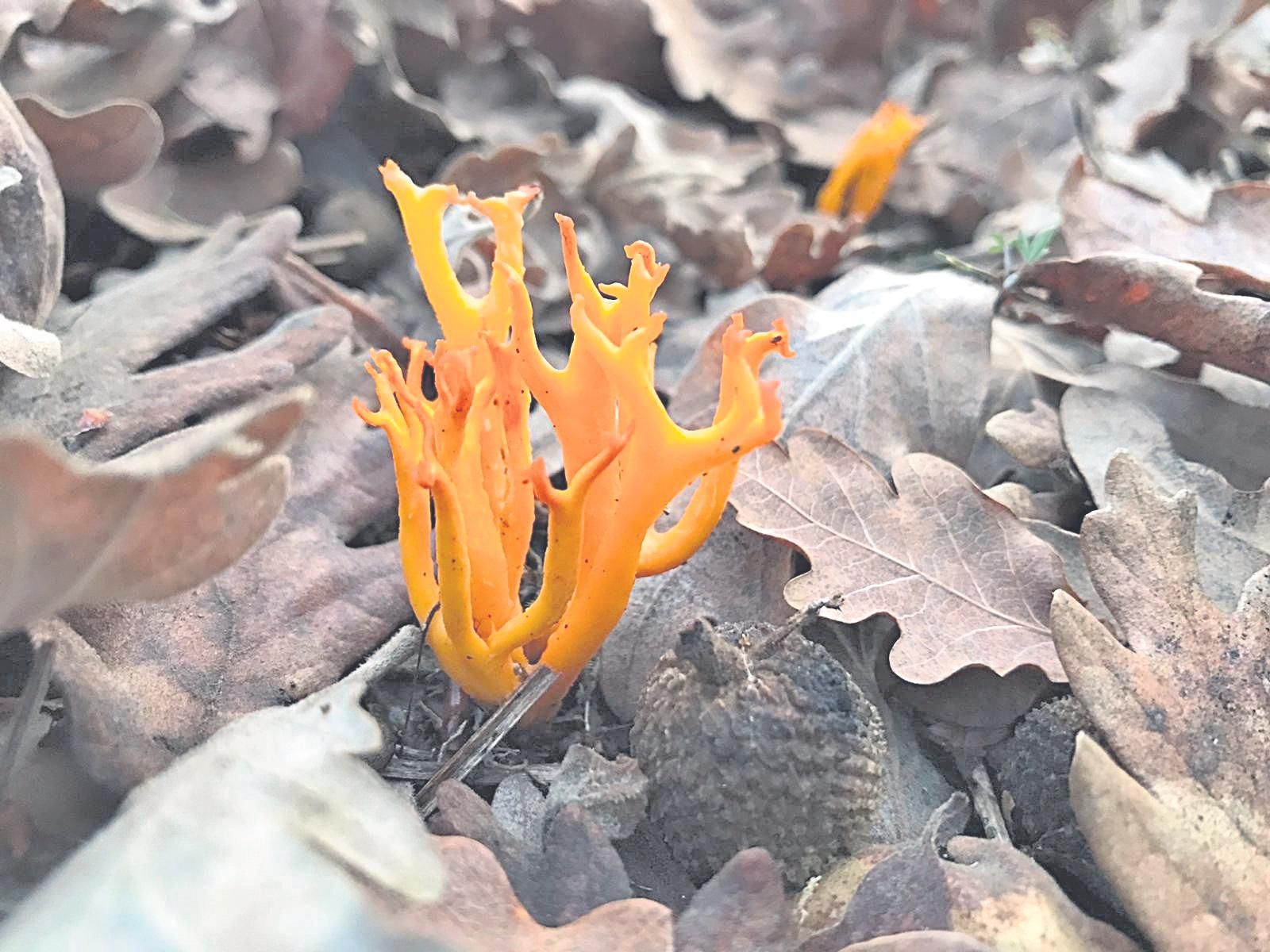 Ejemplar joven del género Ramaria.// JONAY QUINTANA CABRERA