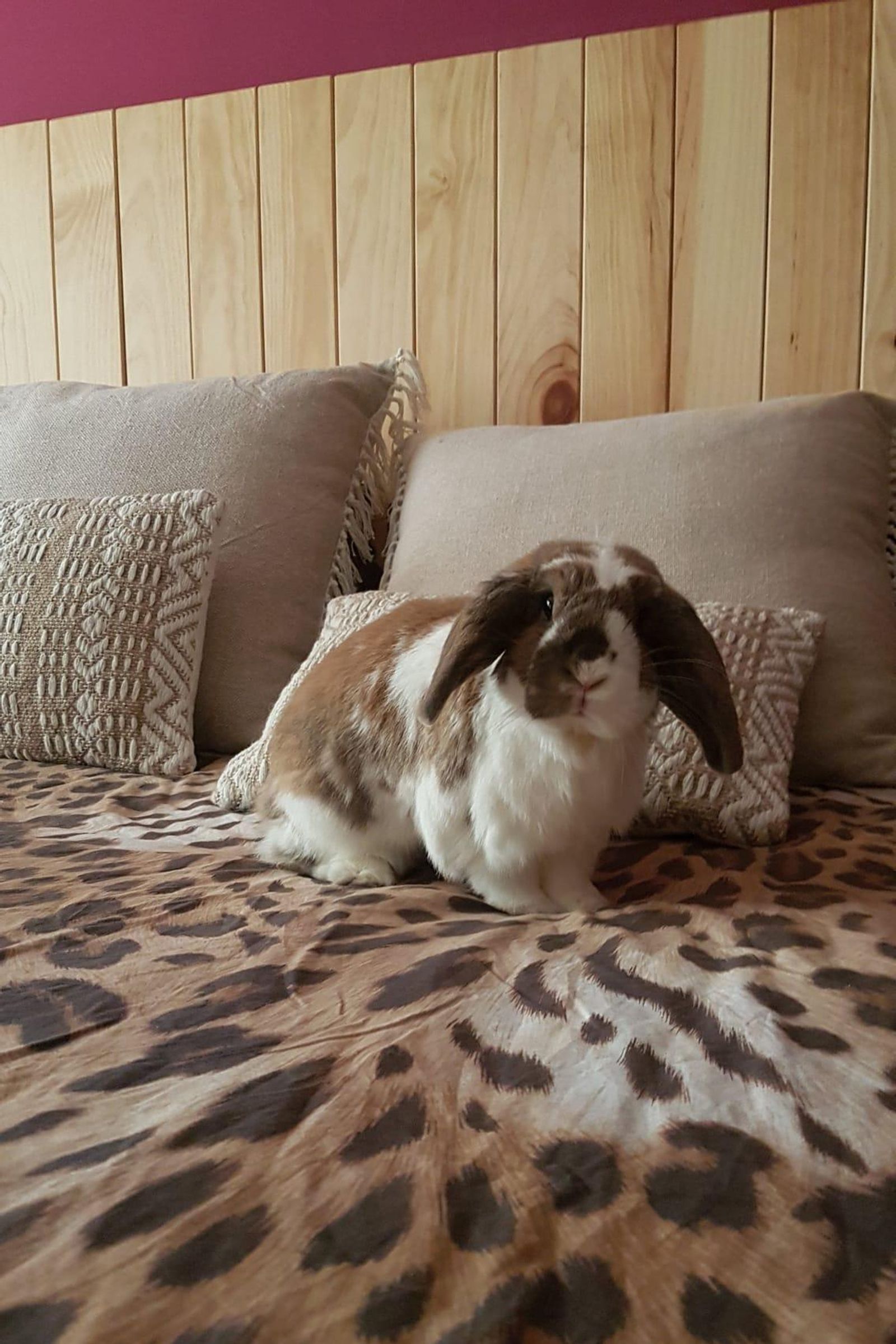 El animal vive en un estado de semilibertad, clave en su longevidad.