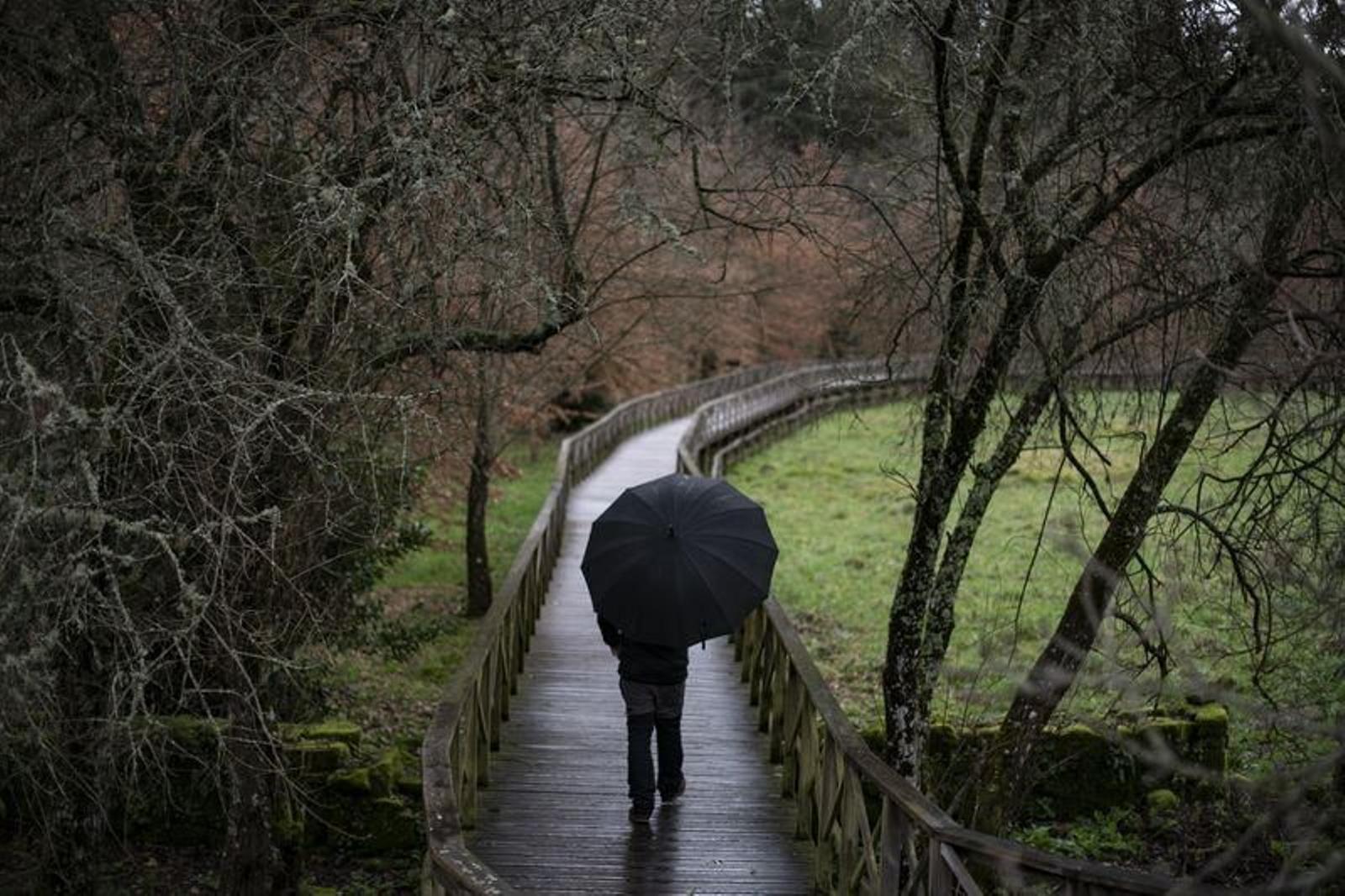 Alisos en la orilla del río Arenteiro en O Carballiño. (Foto: Xesús Fariñas)