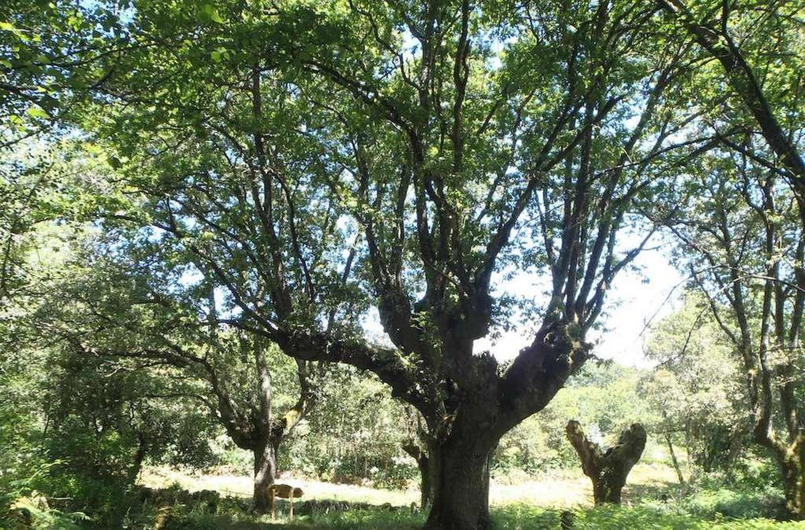 O carballo de Xunqueira de Ambía no catálogo de Árbores Senlleiras.