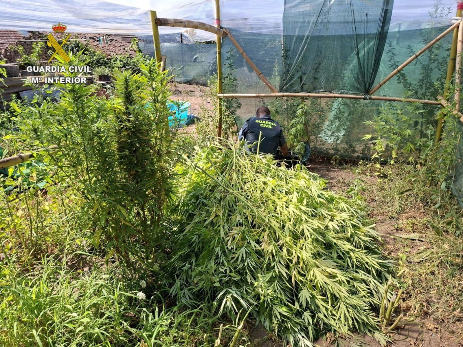 Las dos plantaciones incautadas por la Guardia Civil se encuentran en el municipio de Arbo.