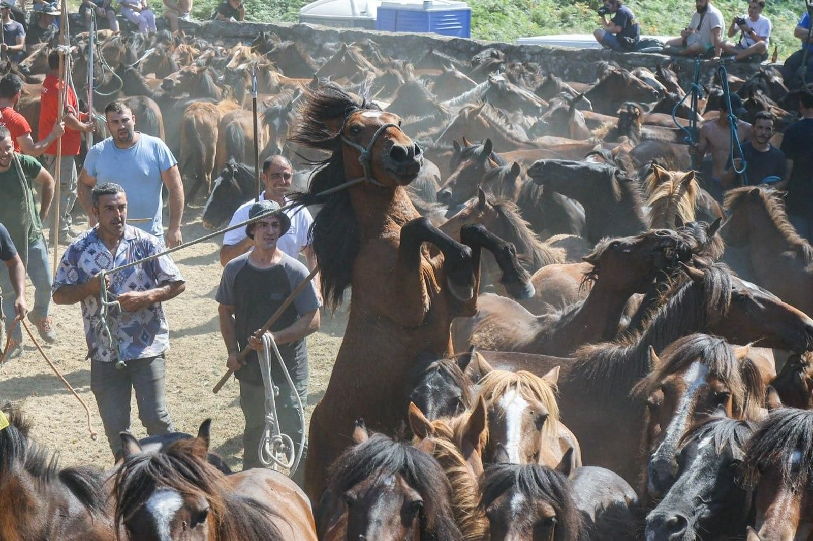 Galería | El curro de Mougás cierra la temporada de la “rapa” en la Serra da Groba