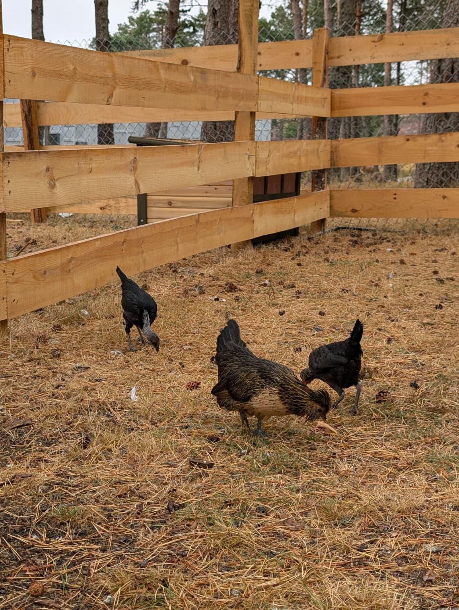 Galería | Gallinas, pavos reales y cabras enanas: los peculiares compañeros de la granja escuela de Manzaneda
