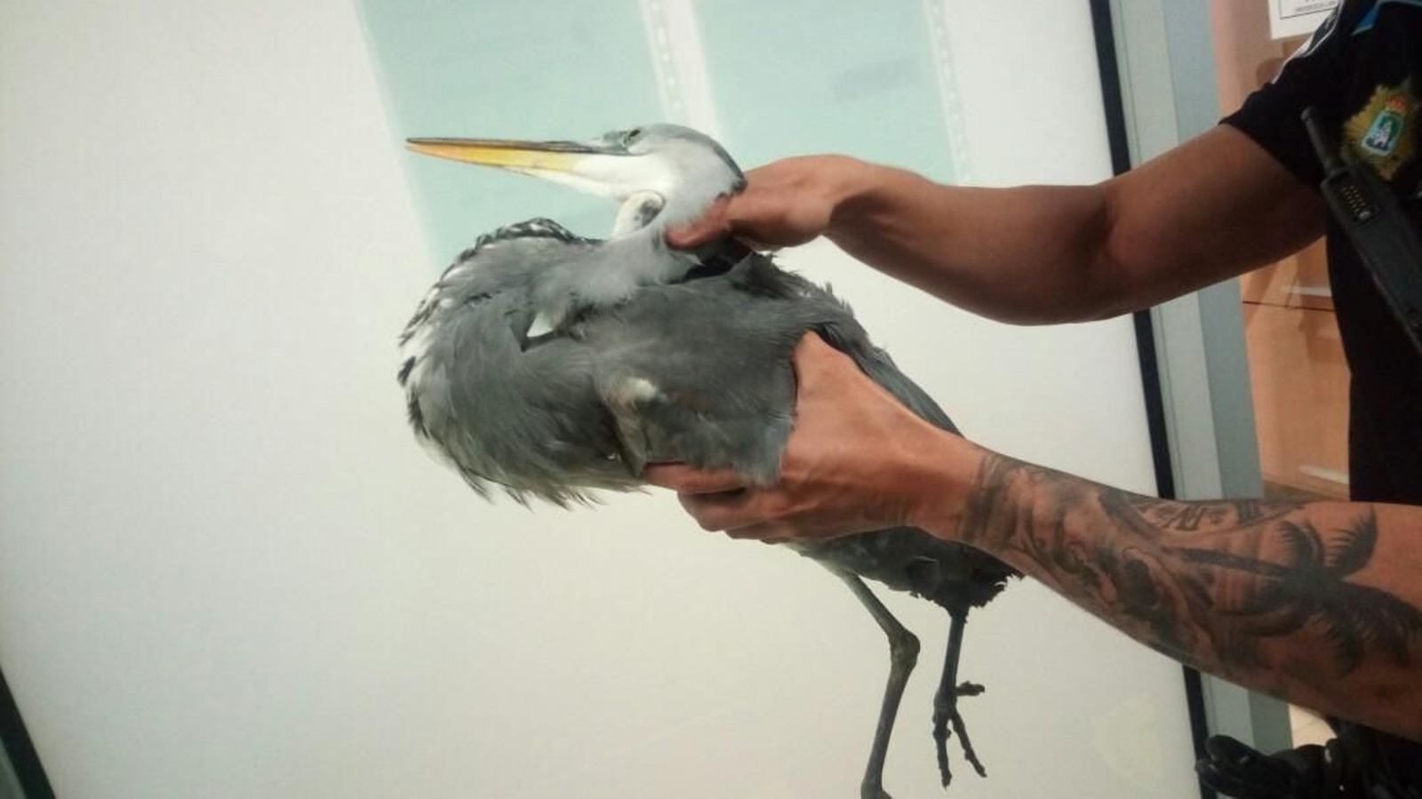 Rescate de una garza real en el río Lagares.