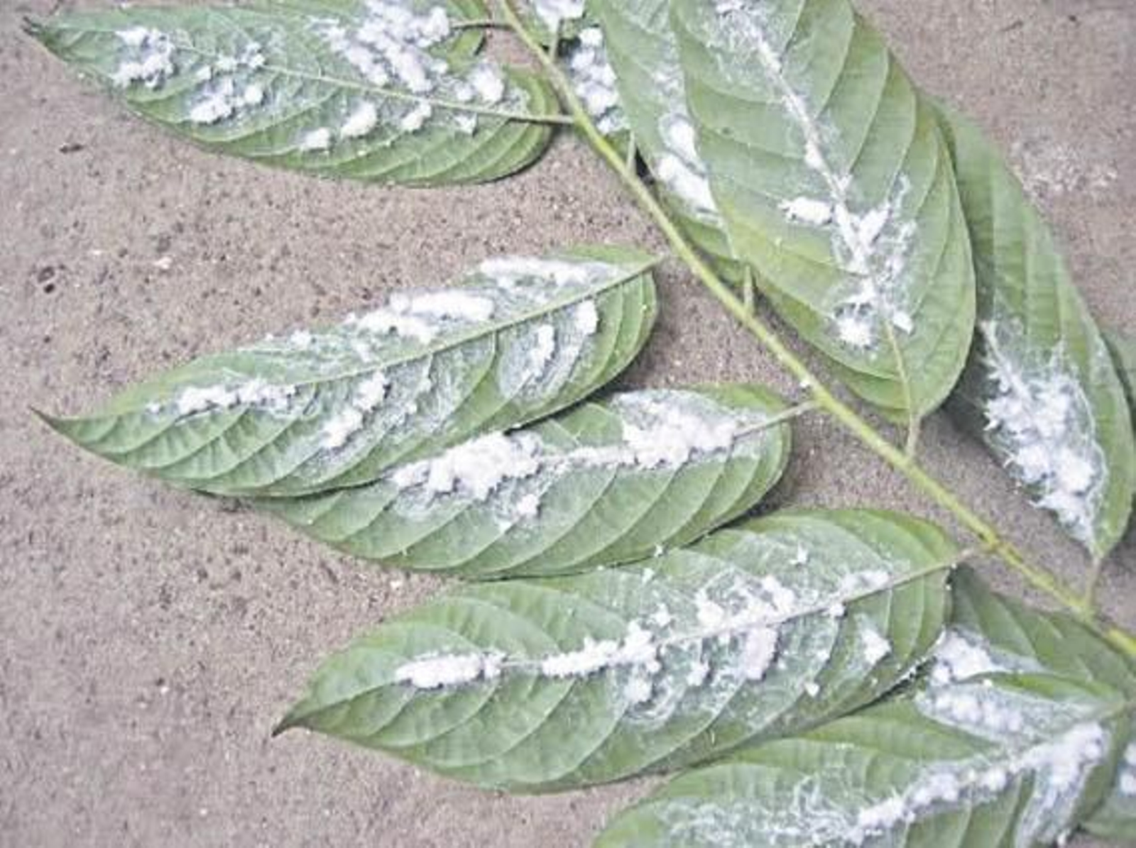 Una plaga en las hojas de una planta.