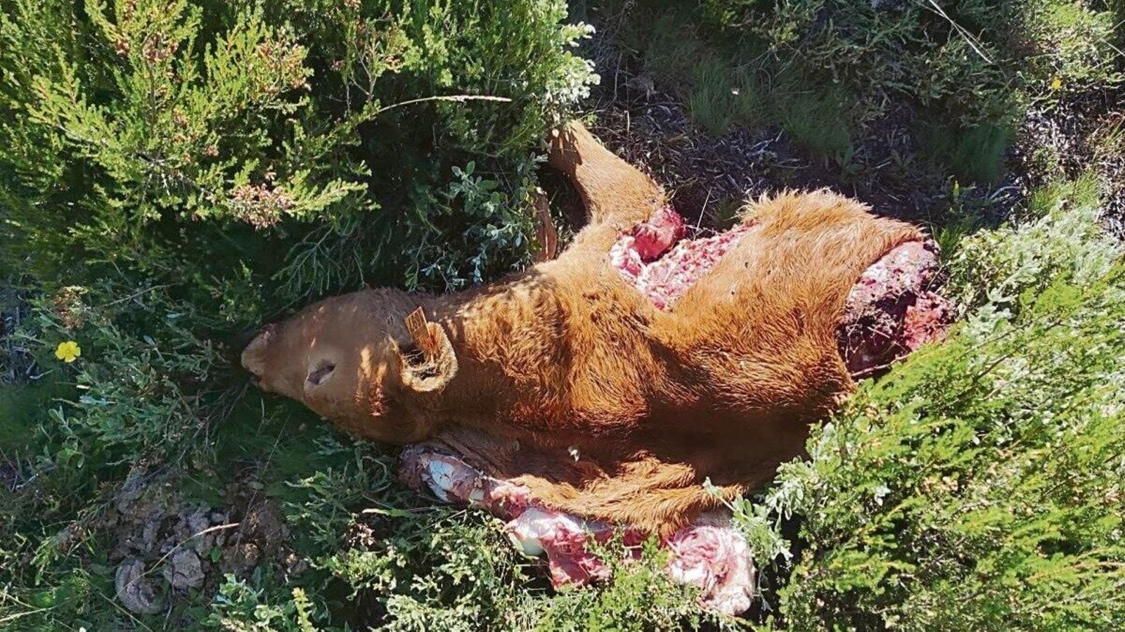 Uno de los terneros atacados por el lobo en Pradorramisquedo.