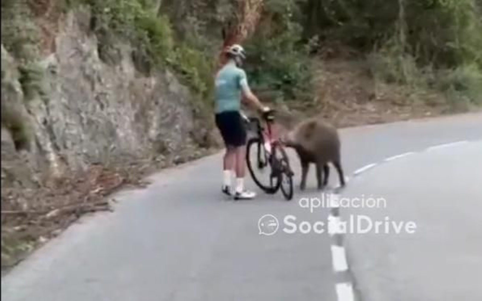 El ciclista junto al jabalí.