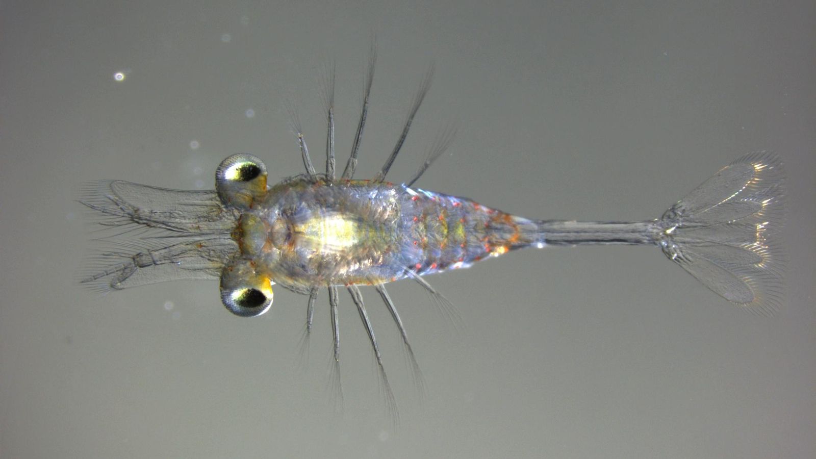 1.135 juveniles de camarón han regresado al mar en las Islas Cíes.