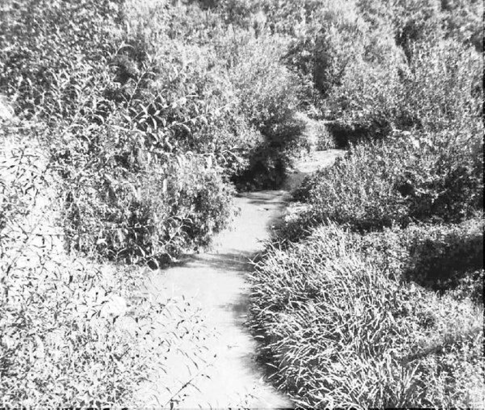 Otra imagen del río Barbaña en 1958.