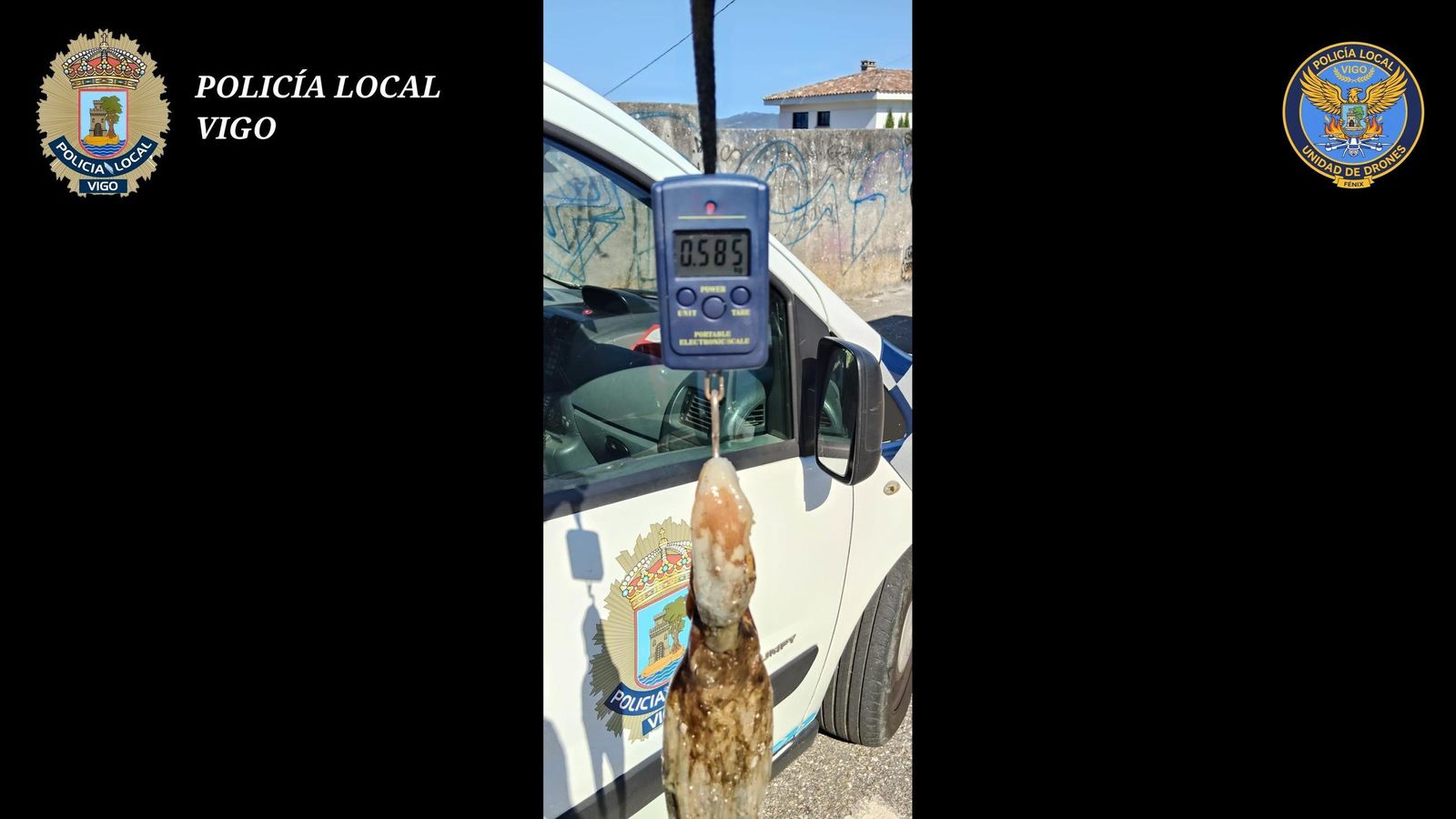 Uno de los pulpos capturados en Vigo con peso inferior al permitido.