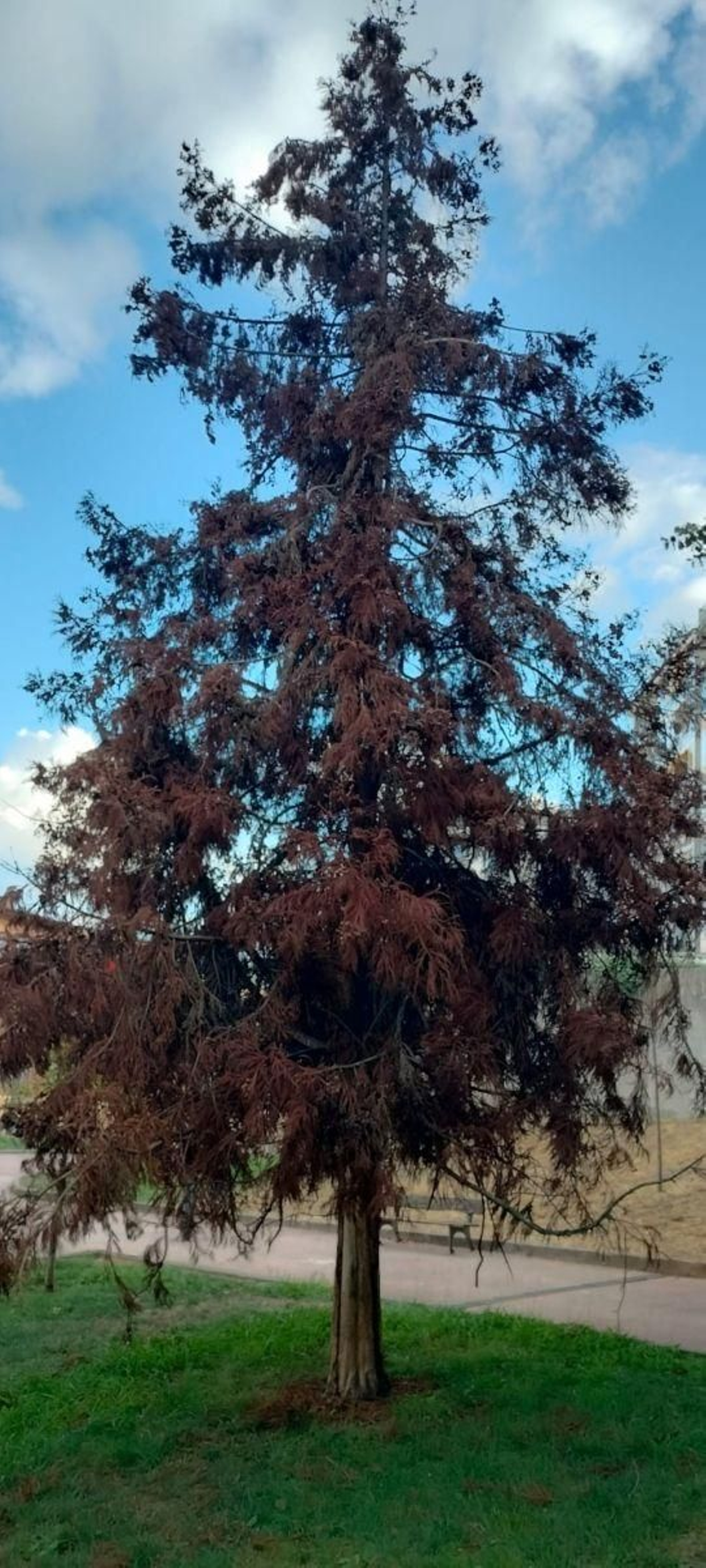 Árbol completamente seco en el parque de Xesús Pousa