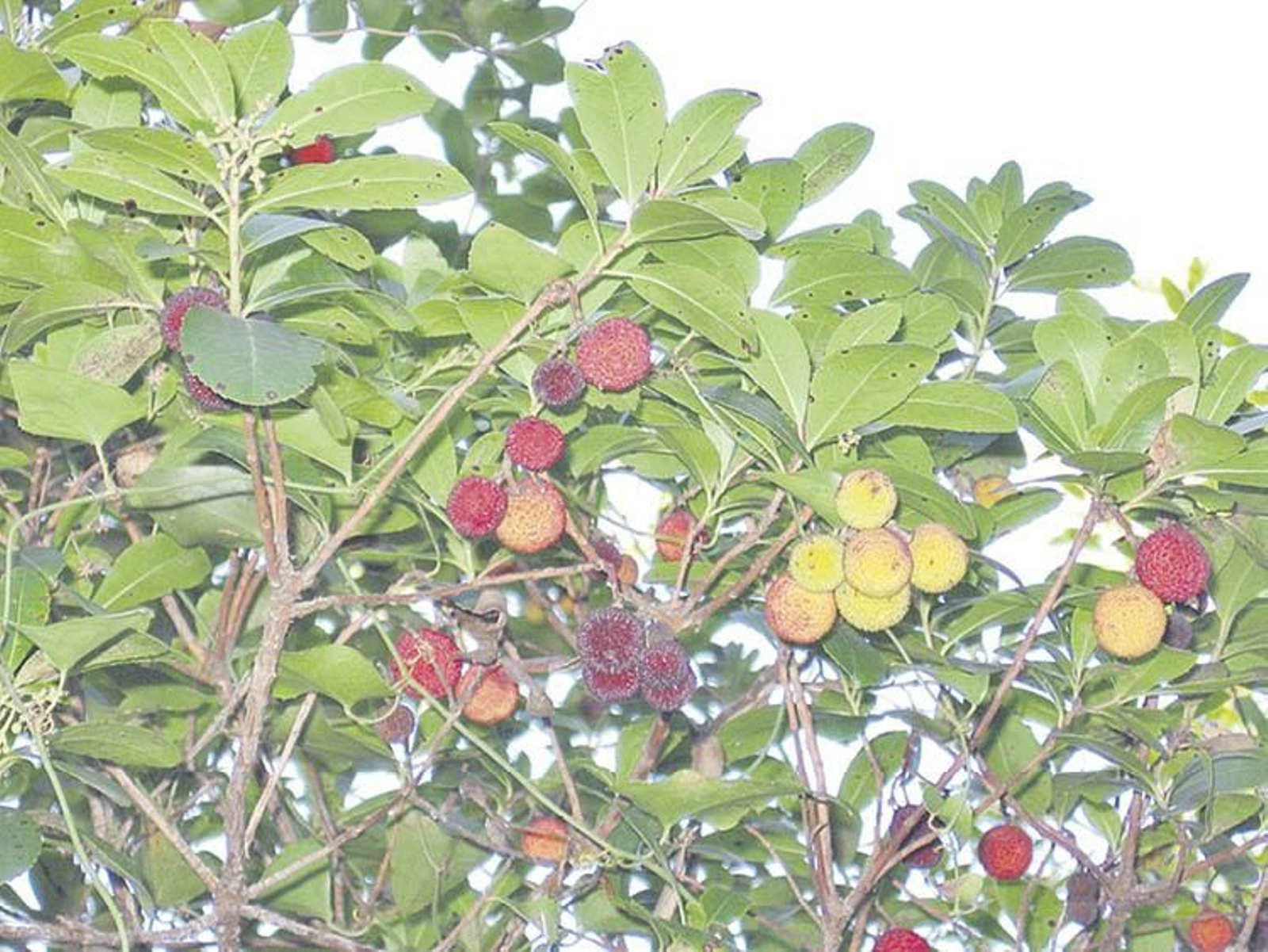 Una planta de madroño con los frutos en distinto estado de maduración.