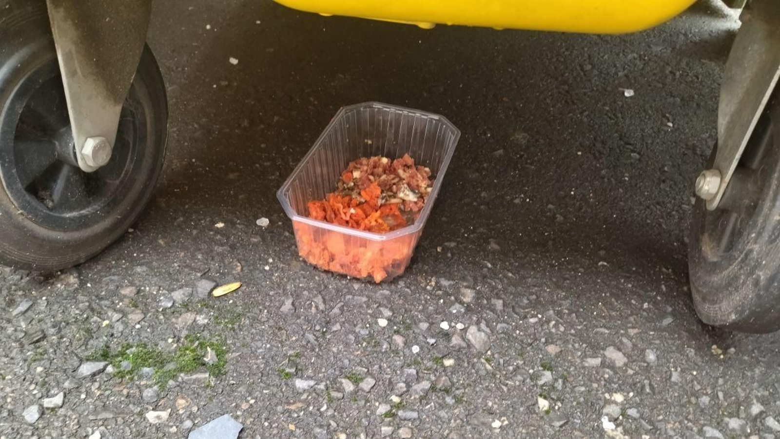 Comida dejada para los gatos debajo de un contenedor en O Barco