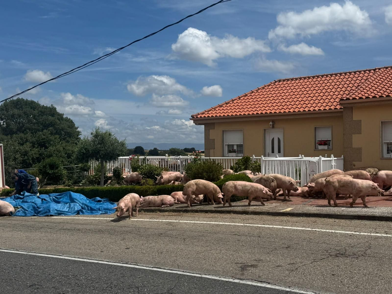 Galería | Decenas de cerdos terminan varados en una finca después de volcar el camión que los transportaba