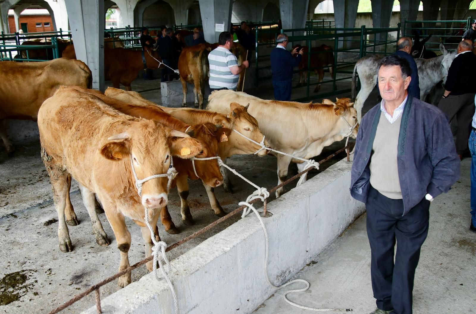 Galería | Ganaderos y tratantes celebran el regreso de la feria de ganado en Castro Caldelas, en fotos