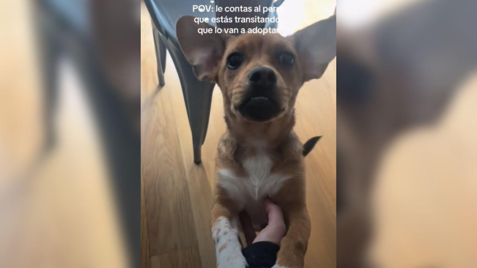 El perro Paquito al enterarse de que va a ser adoptado