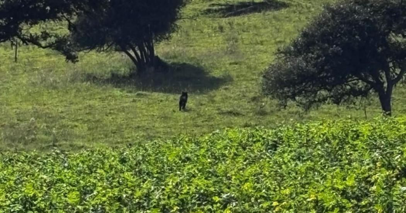 Un oso en las inmediaciones de la capital de Colombia
