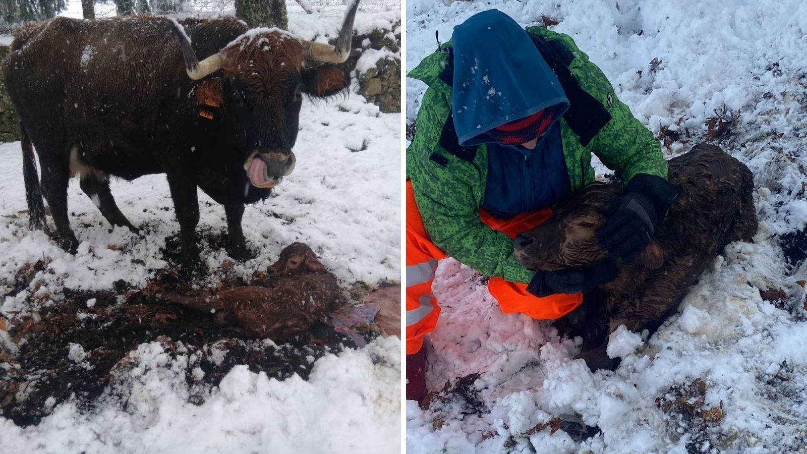Ingrid, la ternera que llegó al mundo en plena borrasca en Viana do Bolo