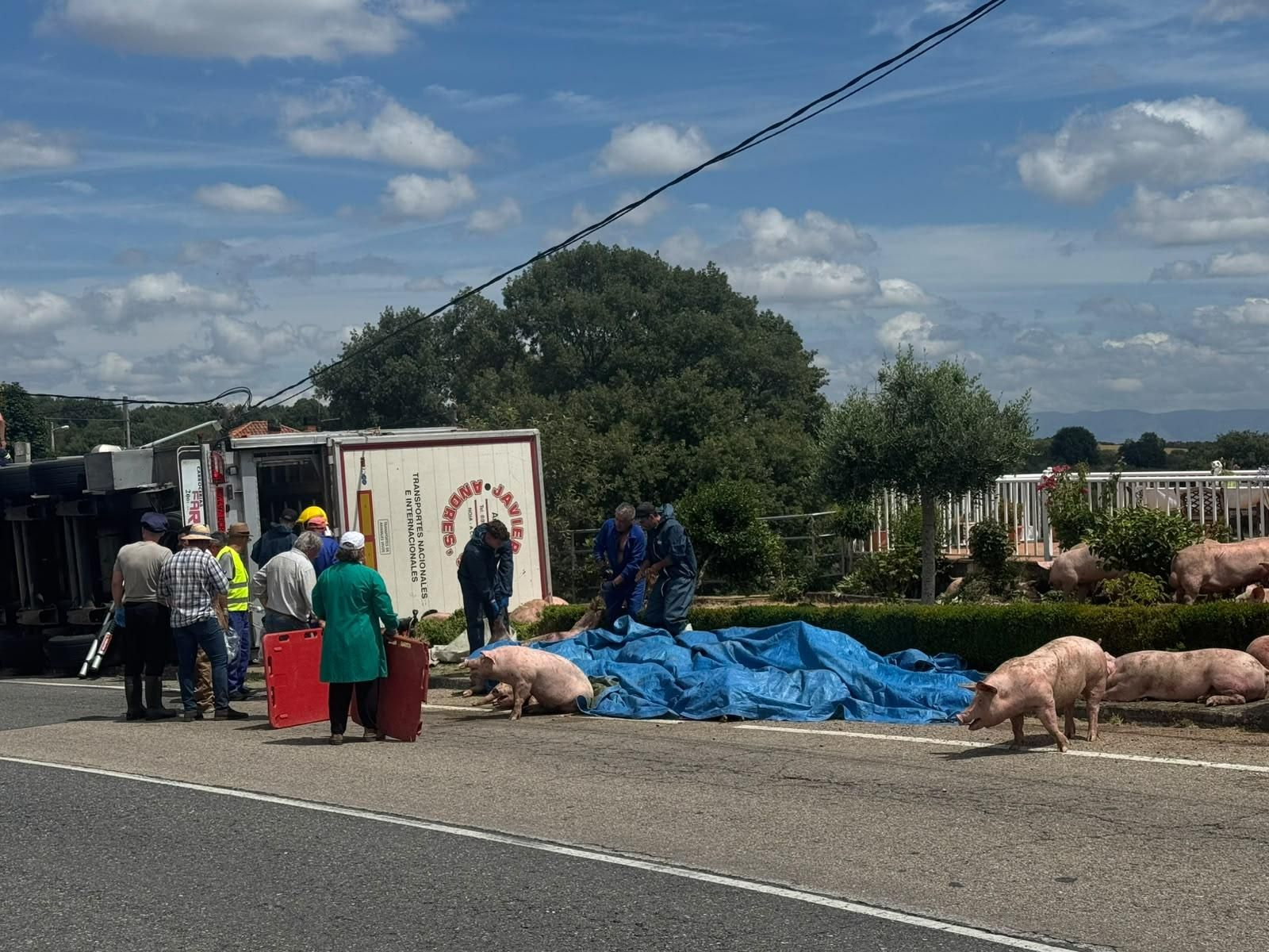Galería | Decenas de cerdos terminan varados en una finca después de volcar el camión que los transportaba