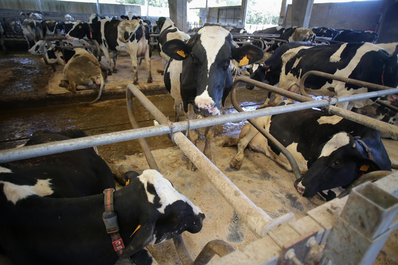 Vacas de una ganadería de lácteo en Sabadelle.