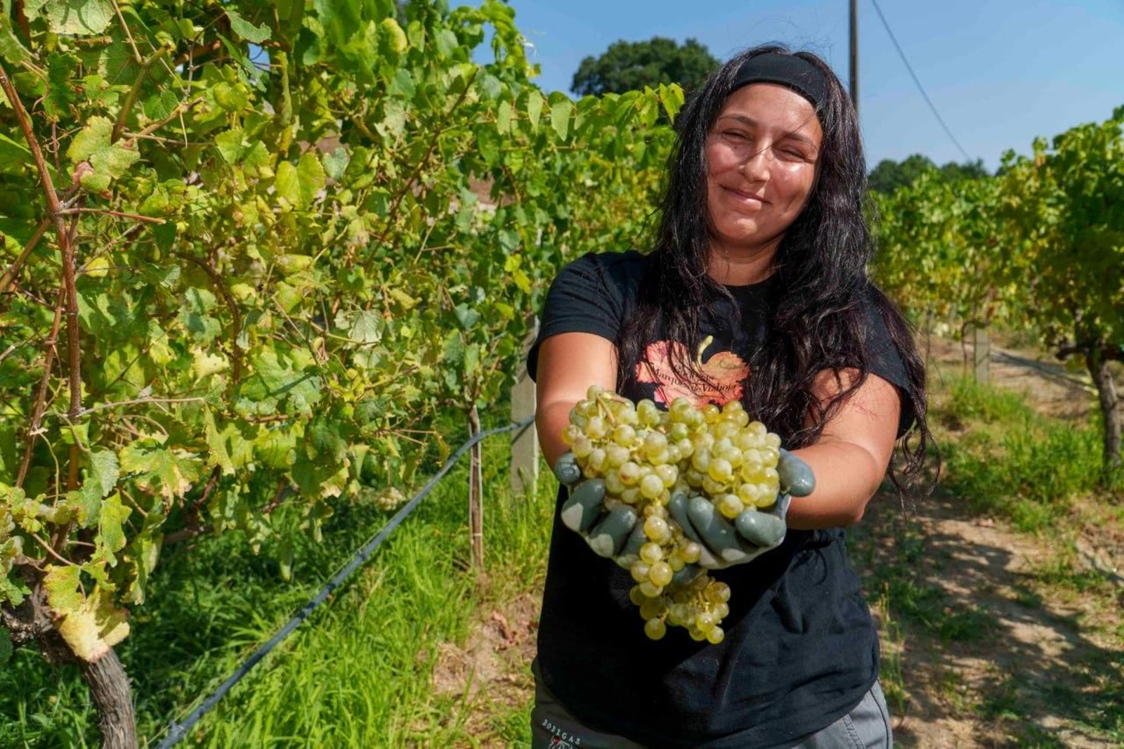 Galería | El calor adelanta la vendimia en las Rías Baixas