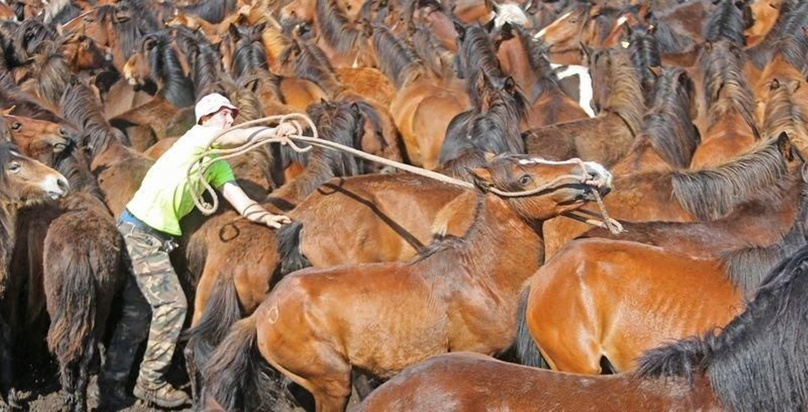Una manada o greo de caballos reciénbajados del monte.