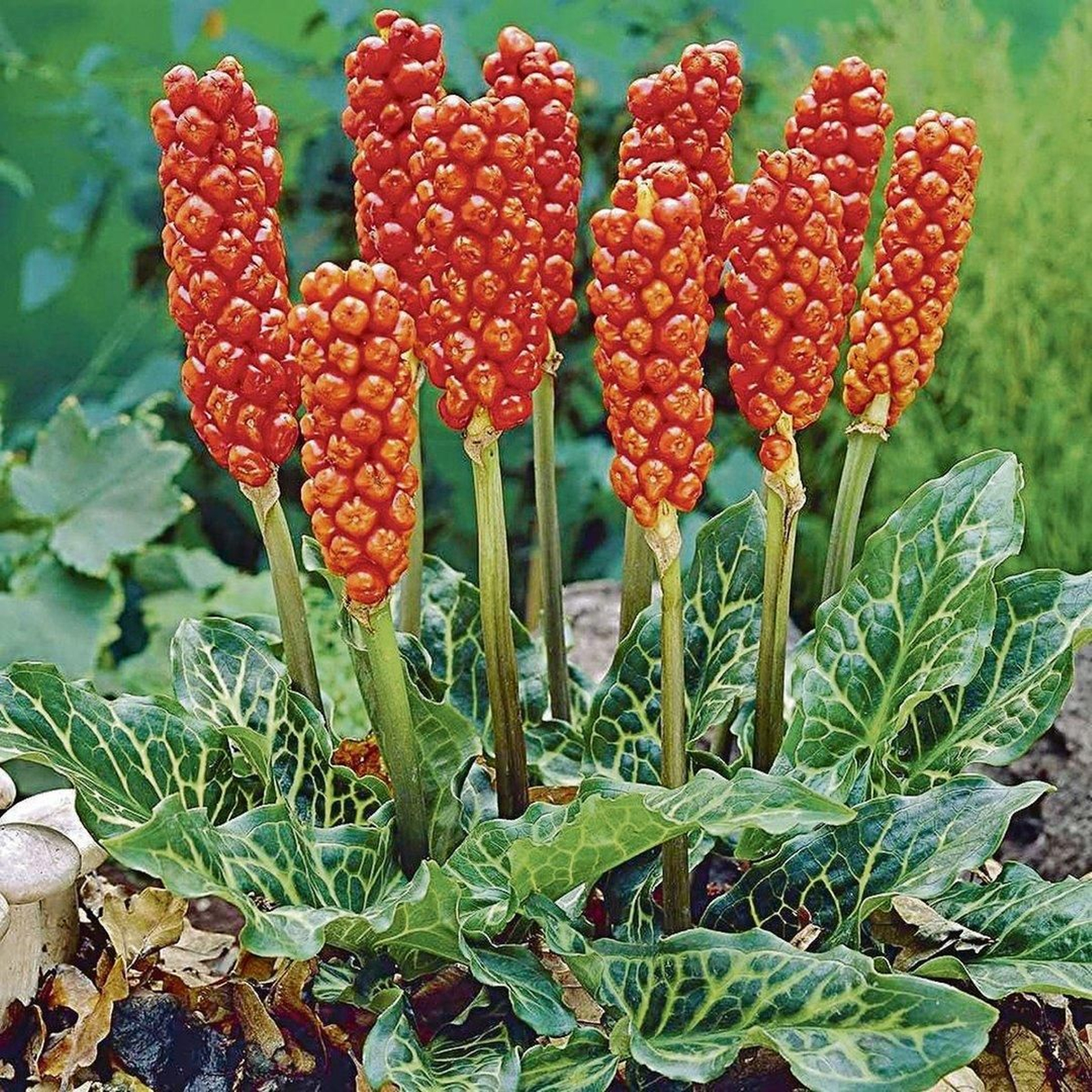 Un ejemplar lleno de frutos.