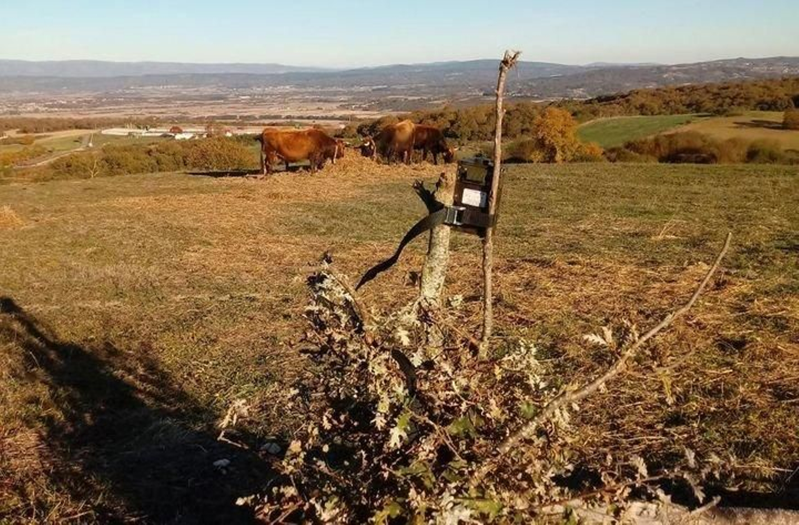 Una de las cámaras que instaló Ivan Gil en Os Blancos para vigilar a su rebaño de vacas.
