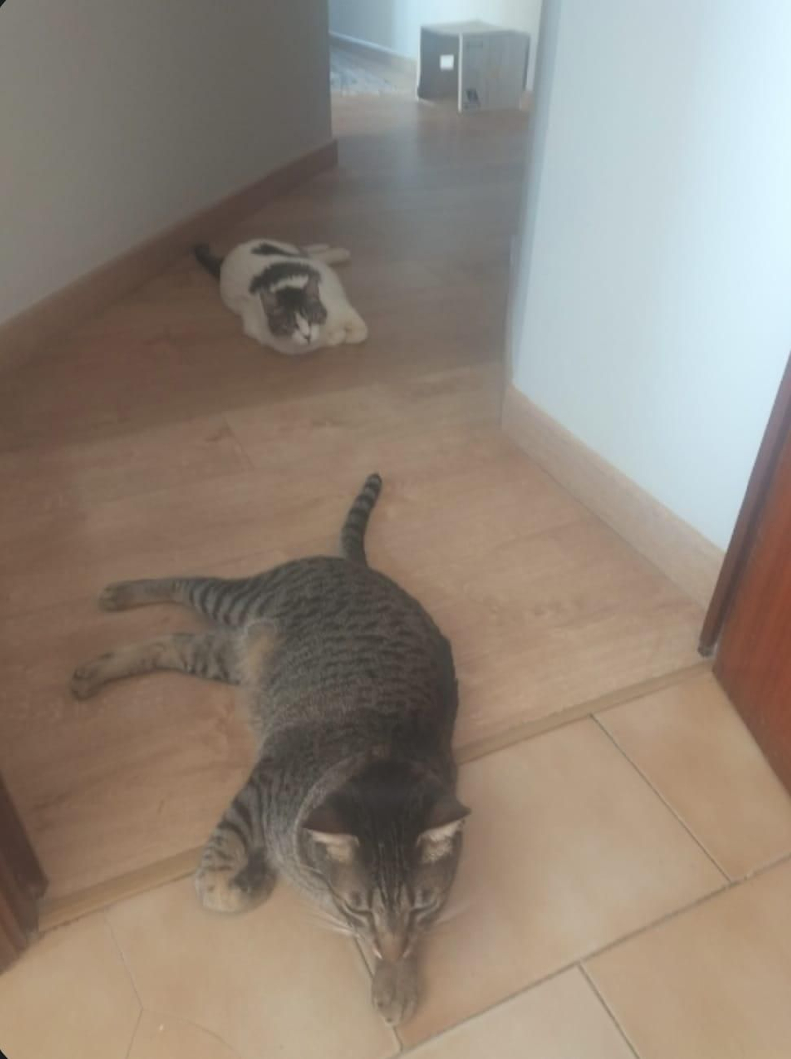 Pequeñito y Alaska