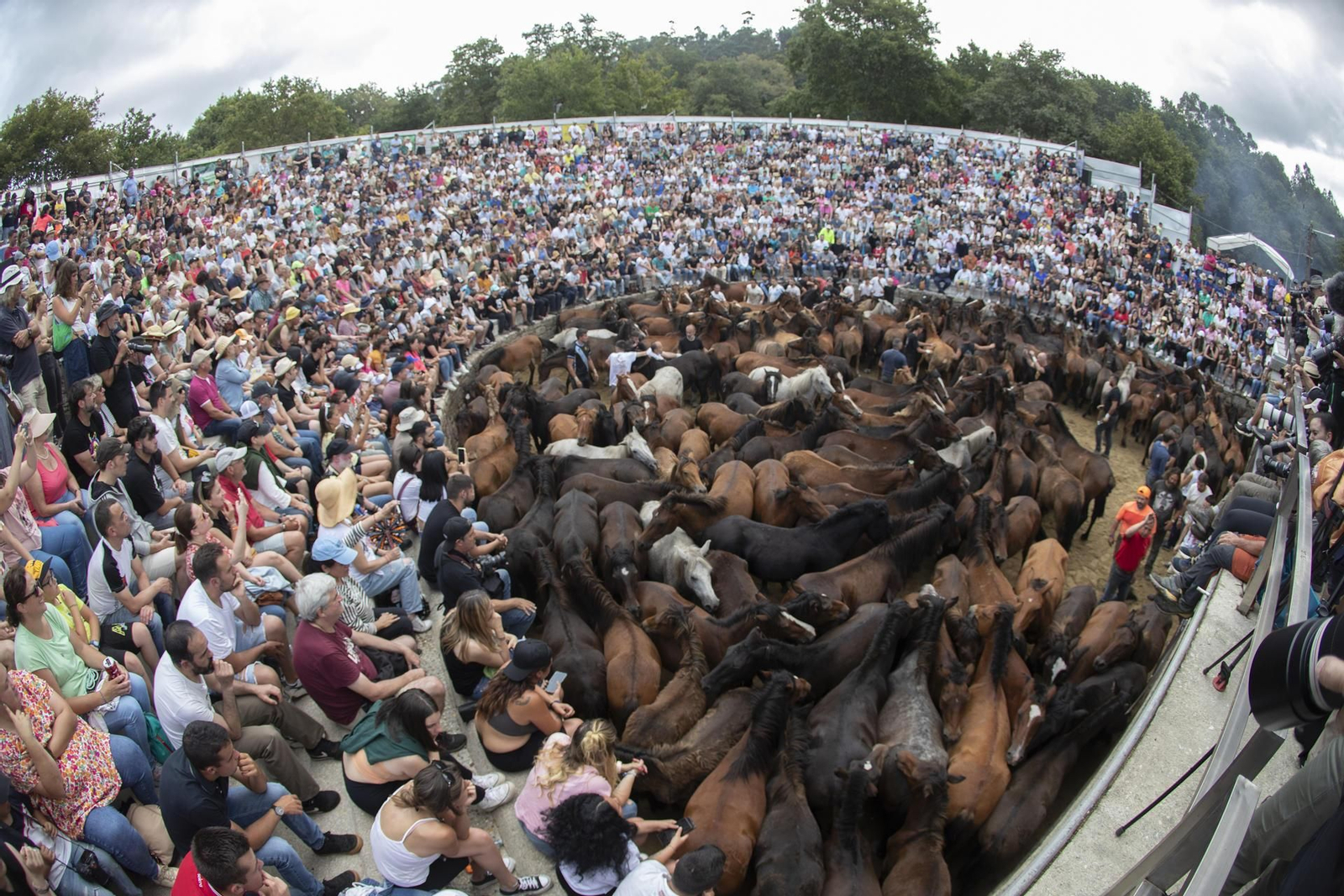 Un grupo de caballos salvajes este domingo en la Rapa Das Bestas de Sabucedo. // EFE
