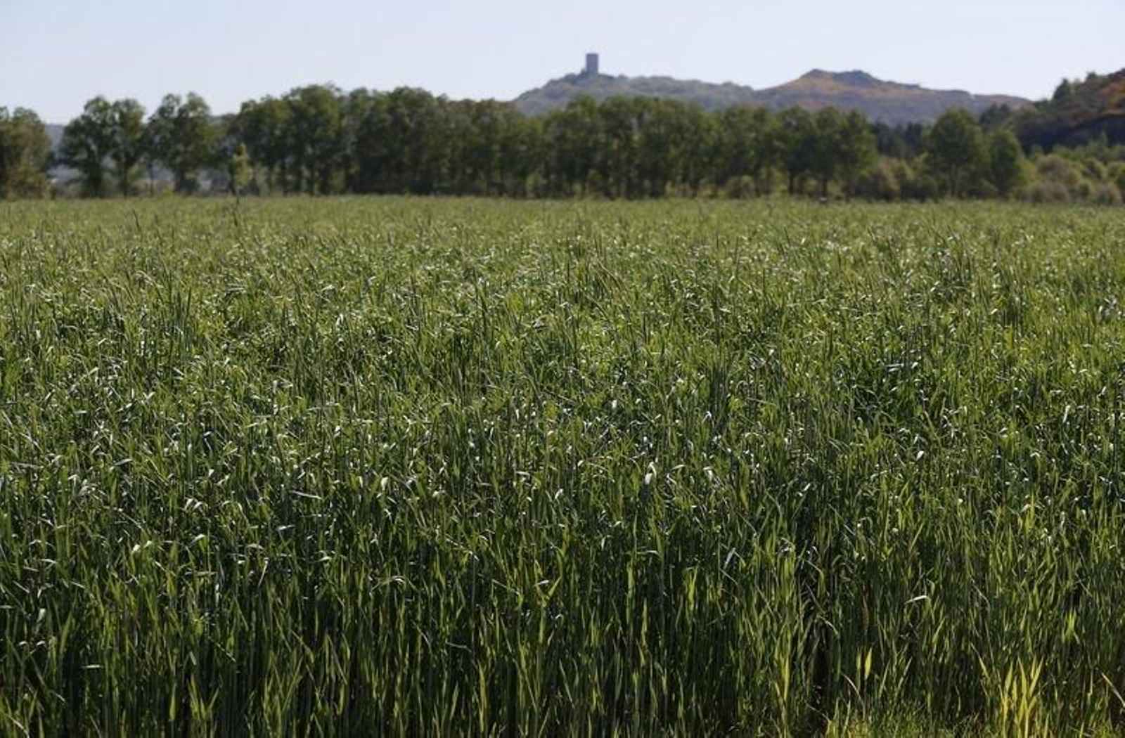 Campo de cultivo en la comarca de A Limia (XESÚS FARIÑAS).