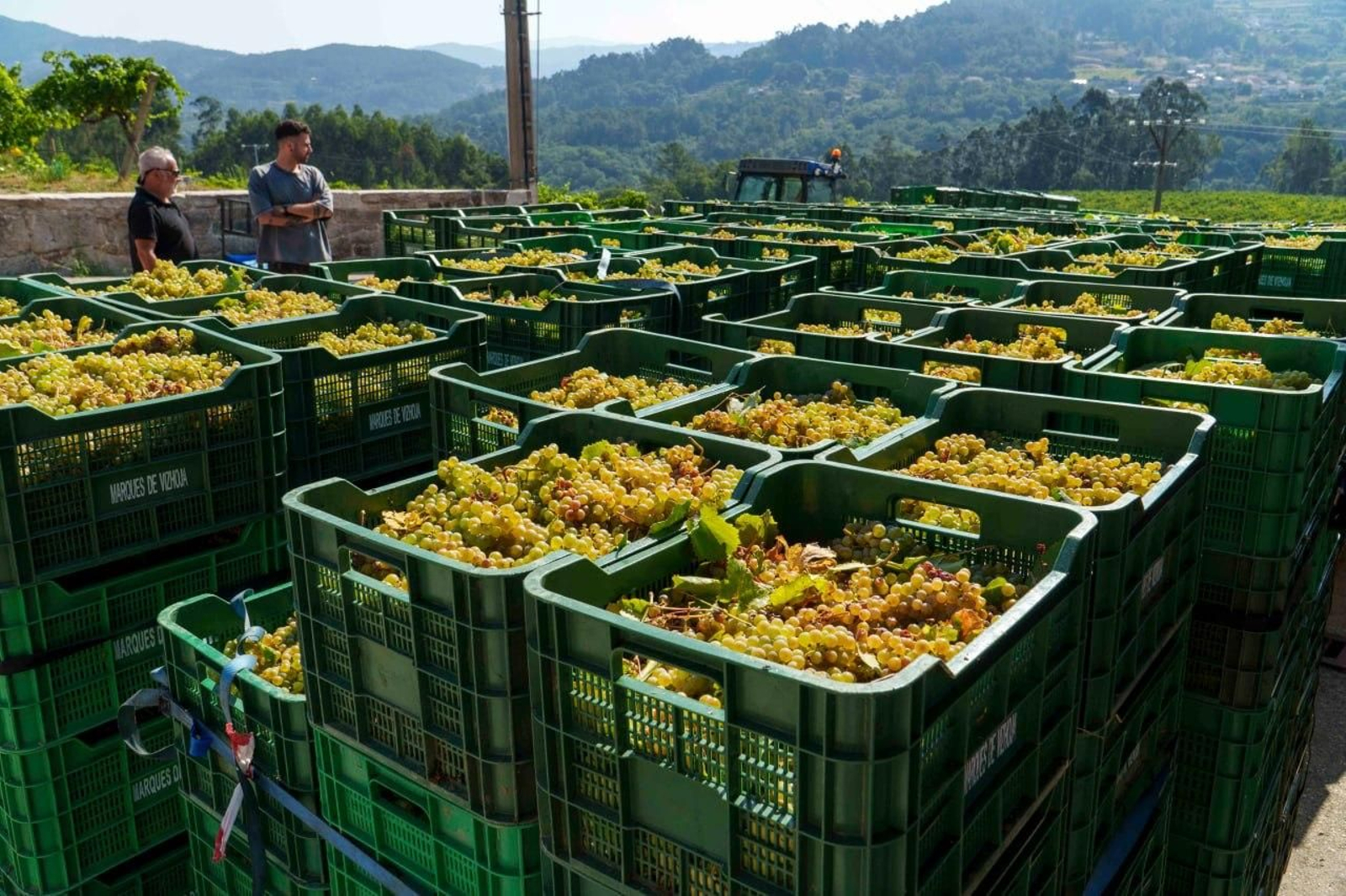Galería | El calor adelanta la vendimia en las Rías Baixas